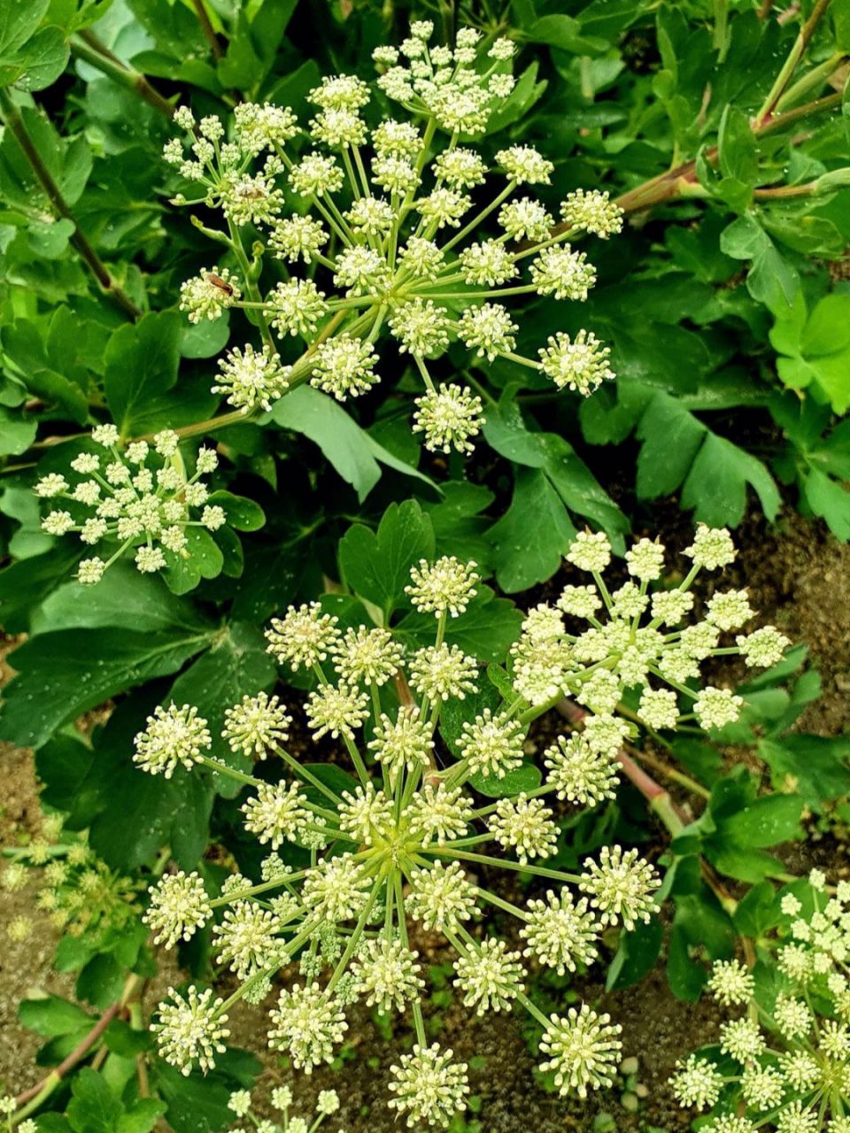 每天认识一种植物# #诗词歌赋交流天地# #养花种