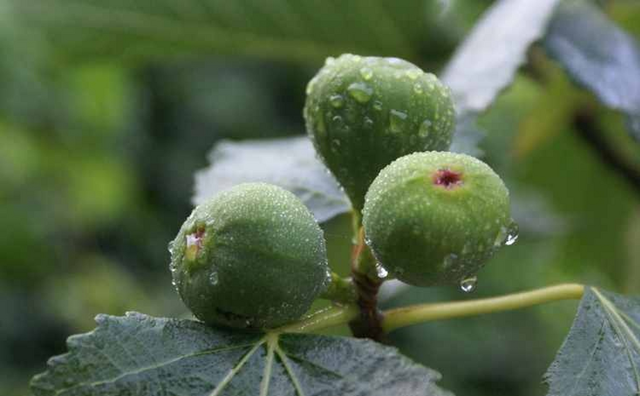 诗词歌赋交流天地# #养花种菜小分队#  《无花果》  花托膨胀假果生