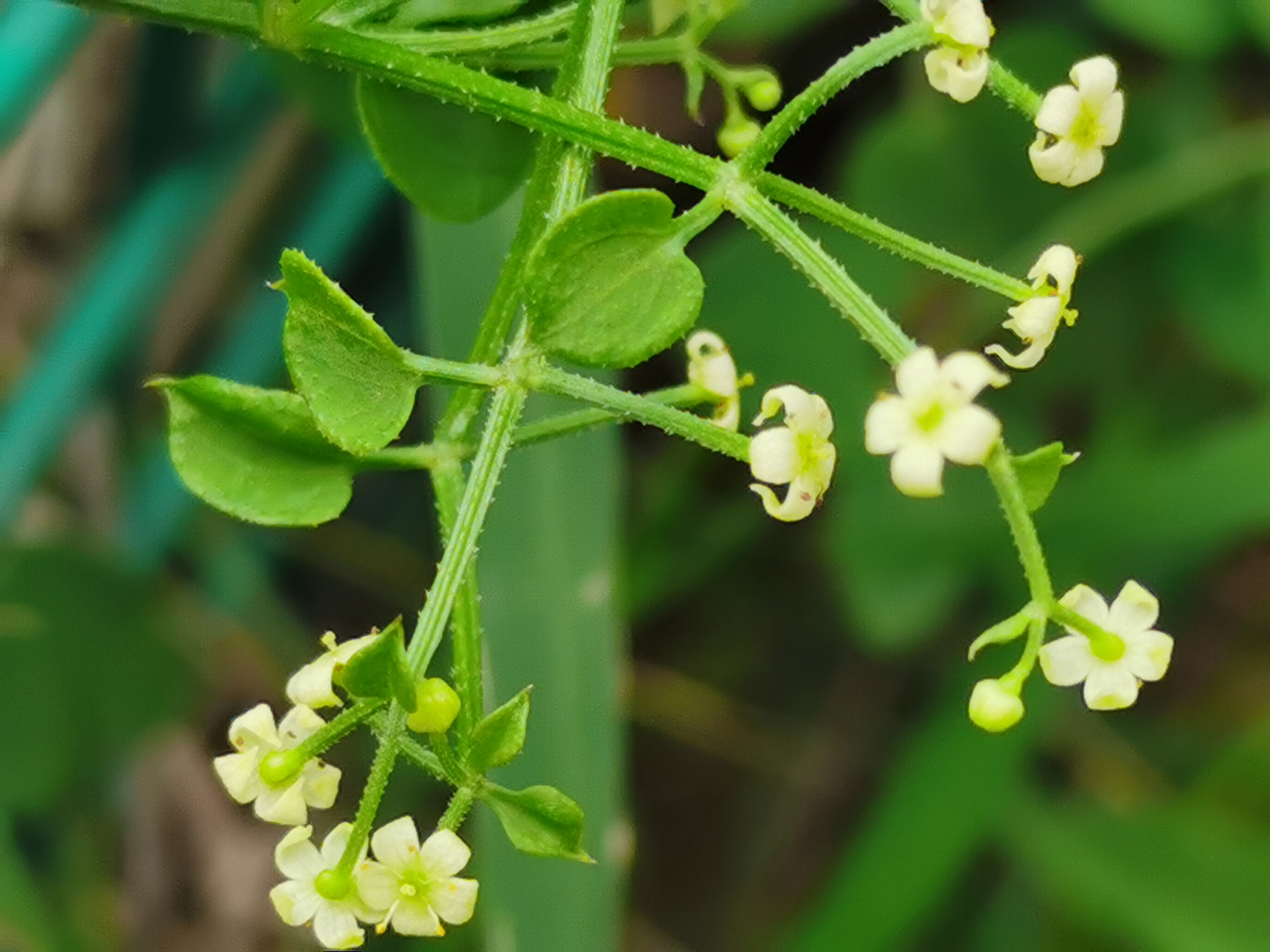 每天认识一种植物#诗词歌赋交流天地#养花种菜小分队《茜草》