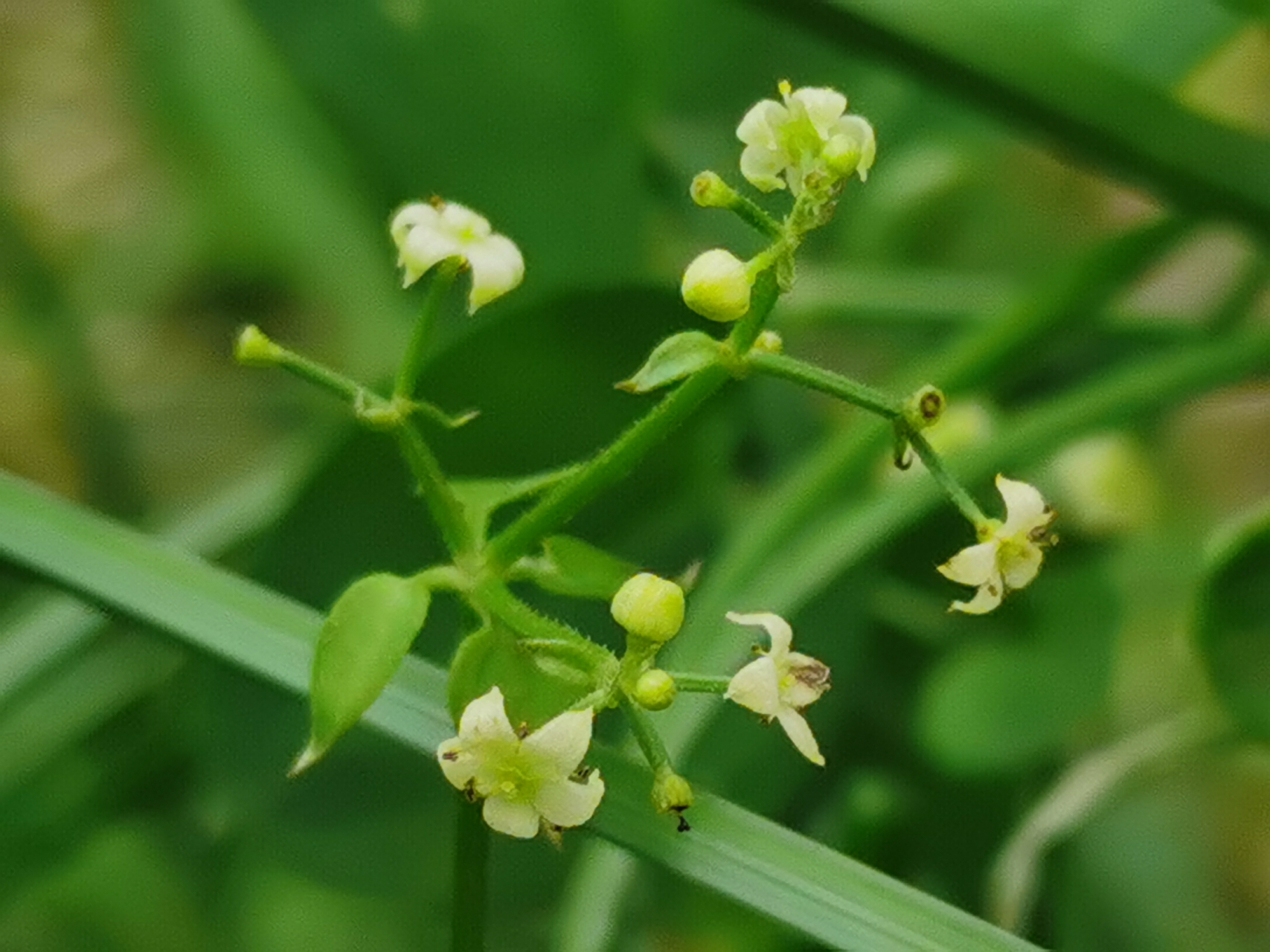 茜草花花语图片