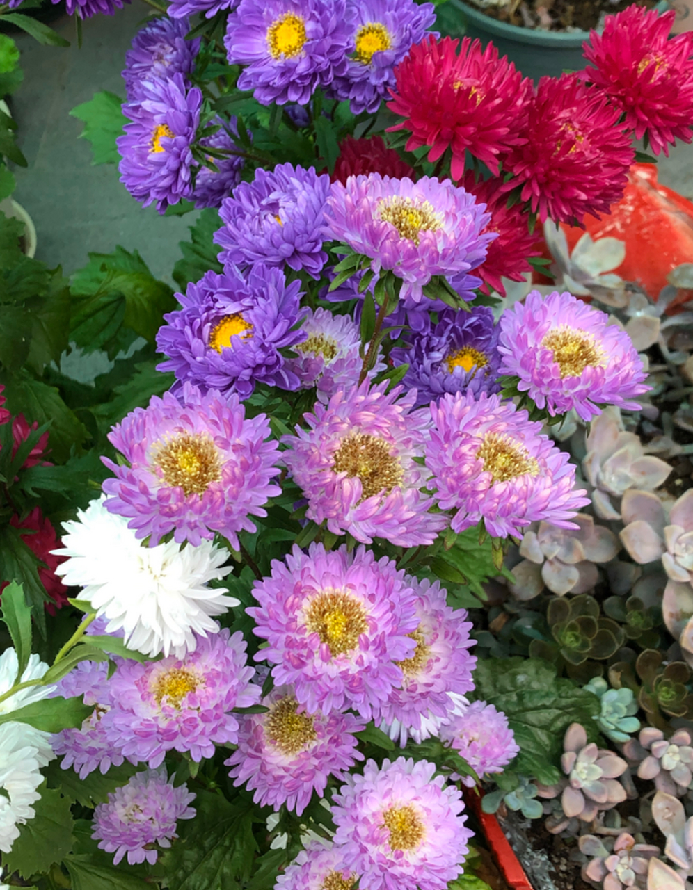 每天认识一种植物# #诗词歌赋交流天地# #养花种菜小分队#  《翠菊》