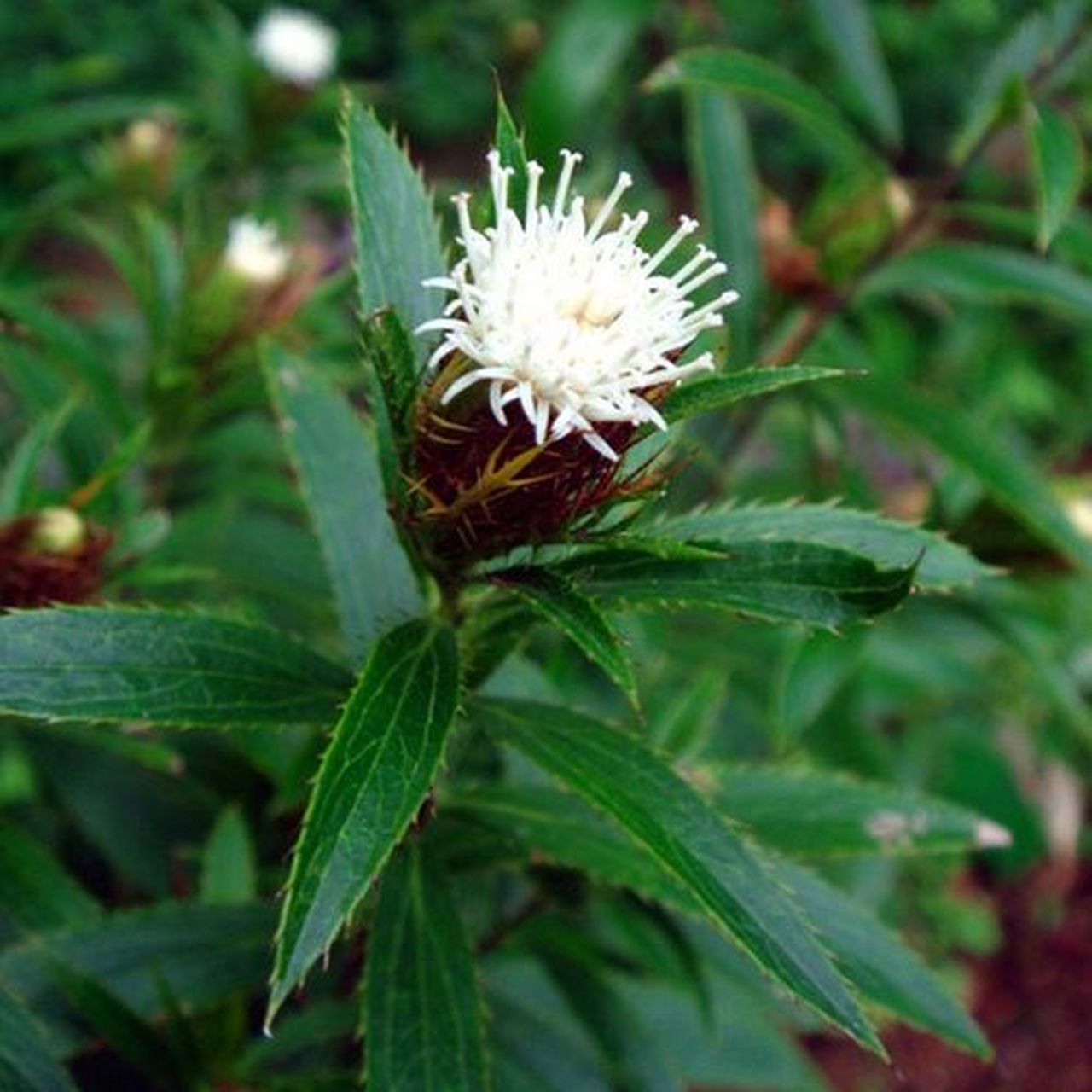 每天认识一种植物# #诗词歌赋交流天地# #养花种菜小分队#  《苍术》