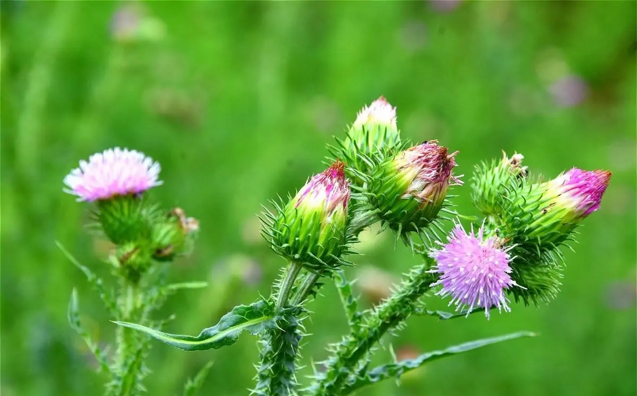 每天认识一种植物# #诗词歌赋交流天地# #养花种菜小分队#  《飞廉》 