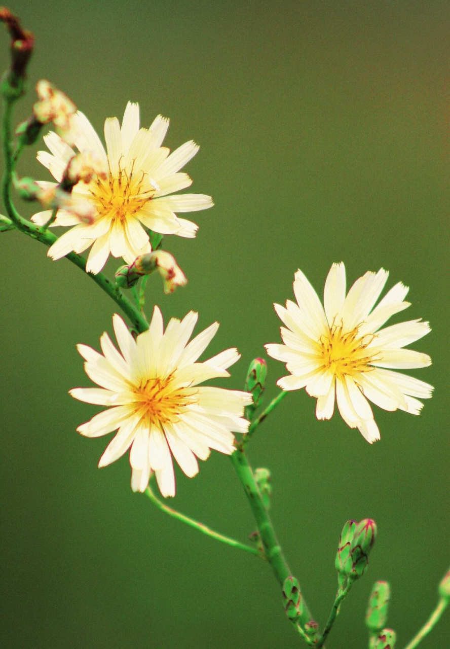 每天认识一种植物# #诗词歌赋交流天地# #养花种菜小分队#  《翅果菊