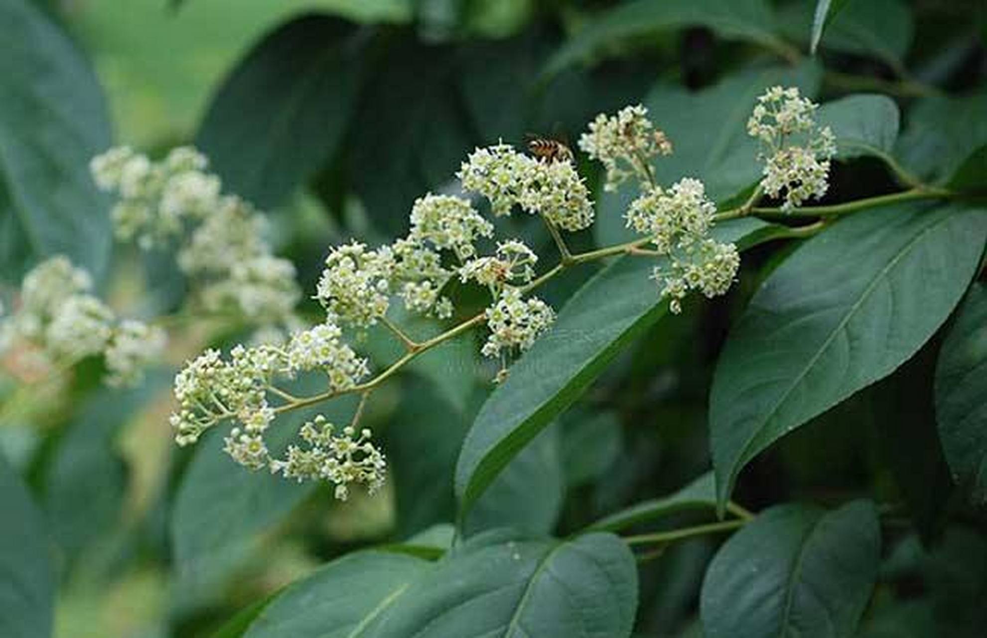 每天认识一种植物# #诗词歌赋交流天地# #养花种菜小分队#  《雷公藤