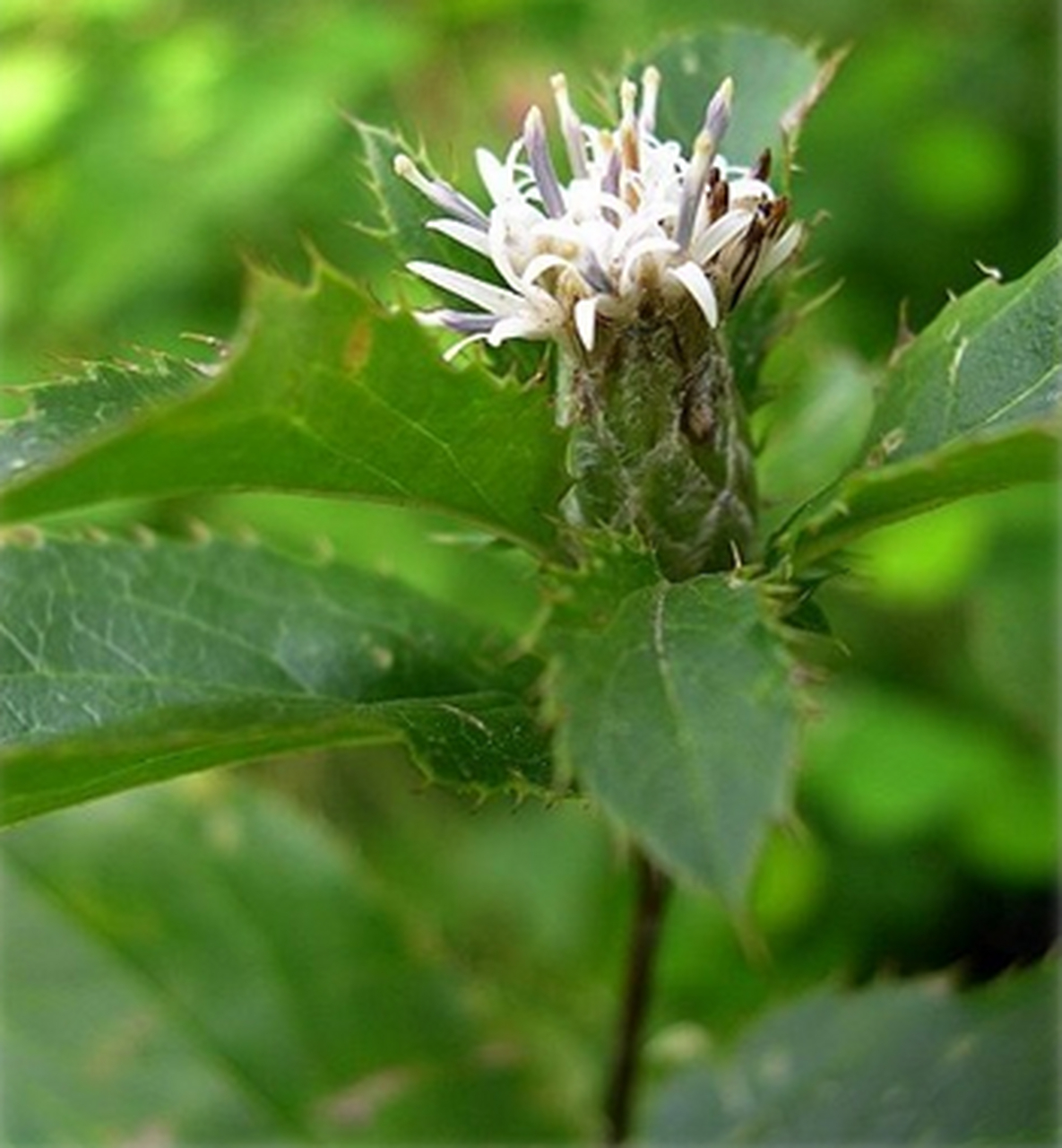 每天认识一种植物# #诗词歌赋交流天地# #养花种