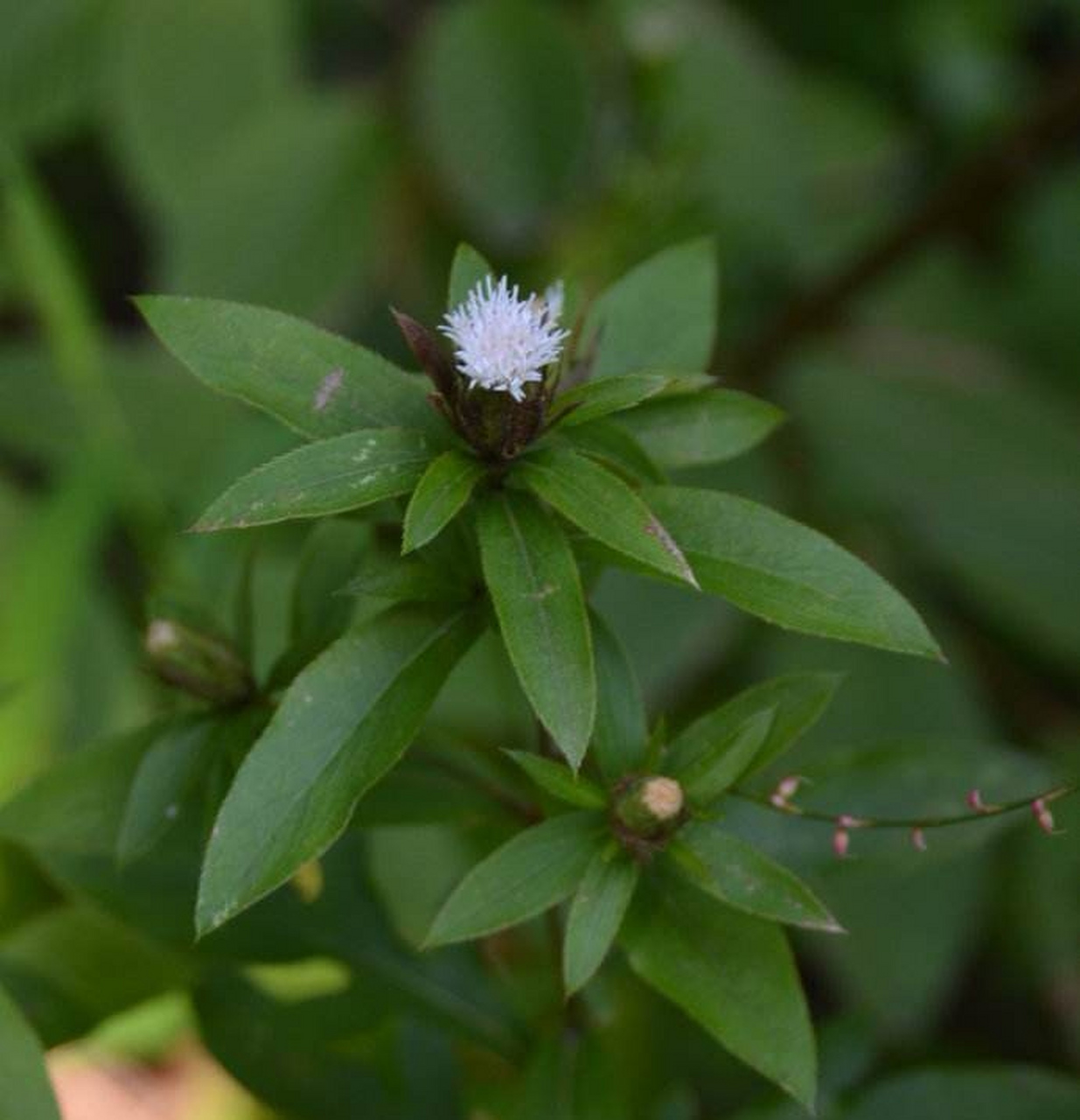 每天认识一种植物# #诗词歌赋交流天地# #养花种菜小分队#  《苍术》 