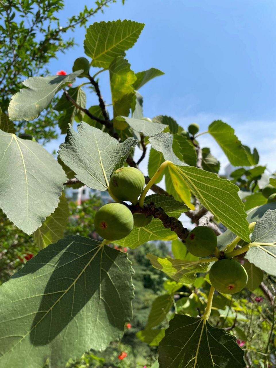 诗词歌赋交流天地# #养花种菜小分队#  《无花果》  花托膨胀假果生