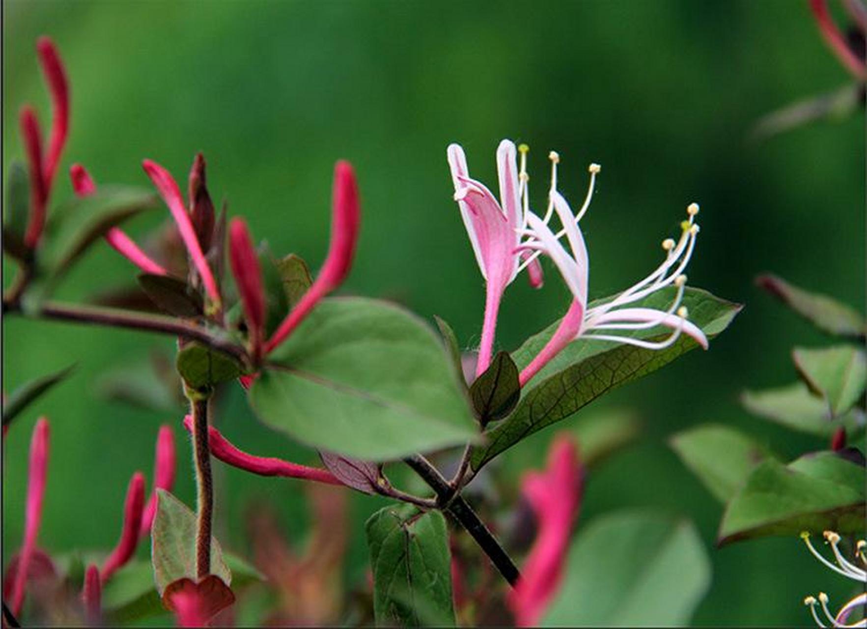 认识一种植物# #诗词歌赋交流天地# #养花种菜小分队#  《红白忍冬》