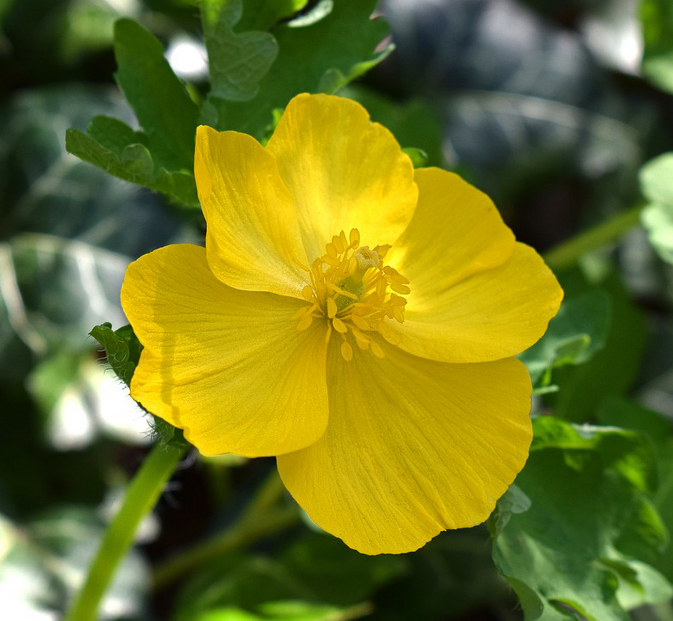 诗词歌赋交流天地# #养花种菜小分队#   《白屈菜》  四瓣金花自生光