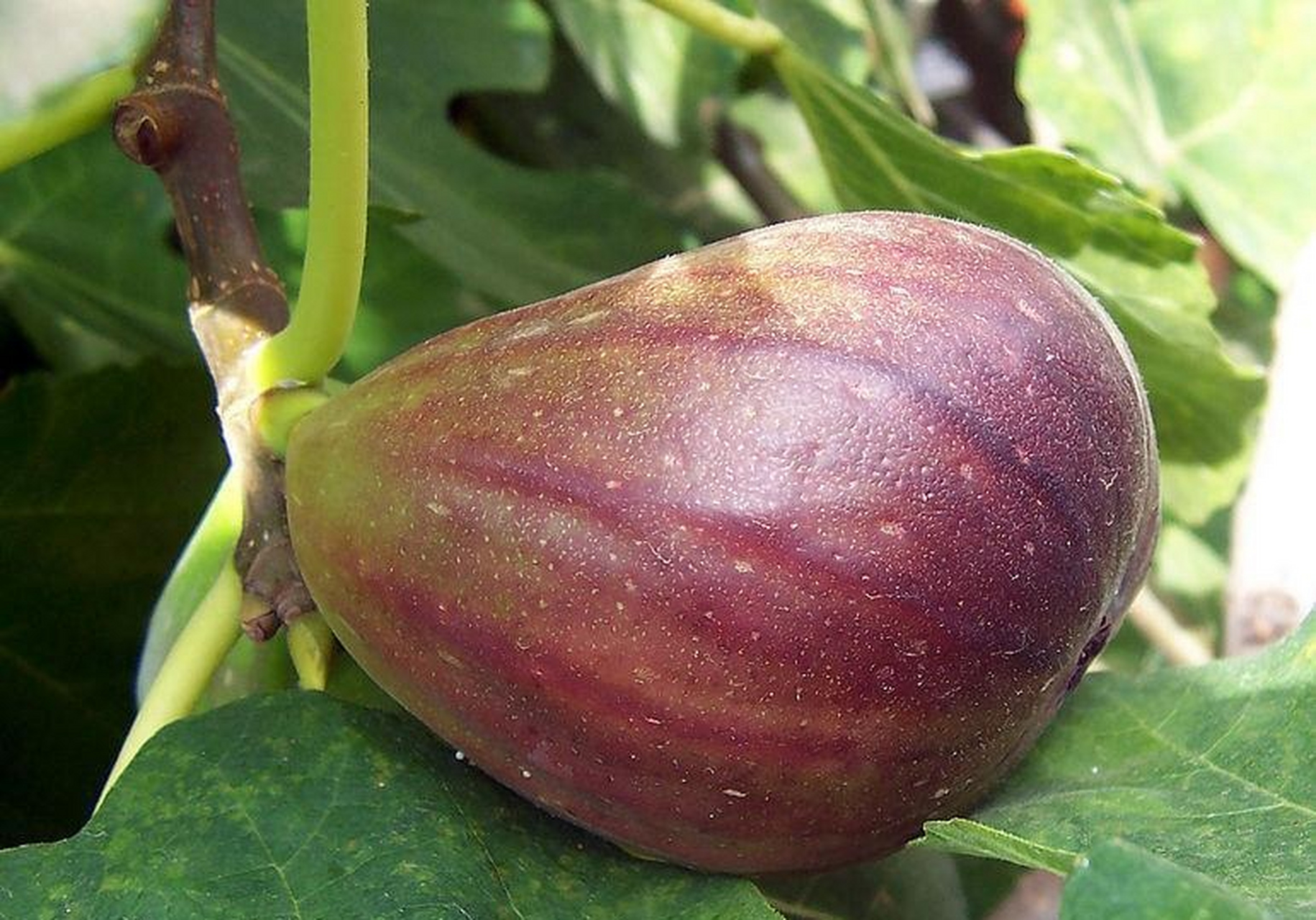 诗词歌赋交流天地# #养花种菜小分队#  《无花果》  花托膨胀假果生