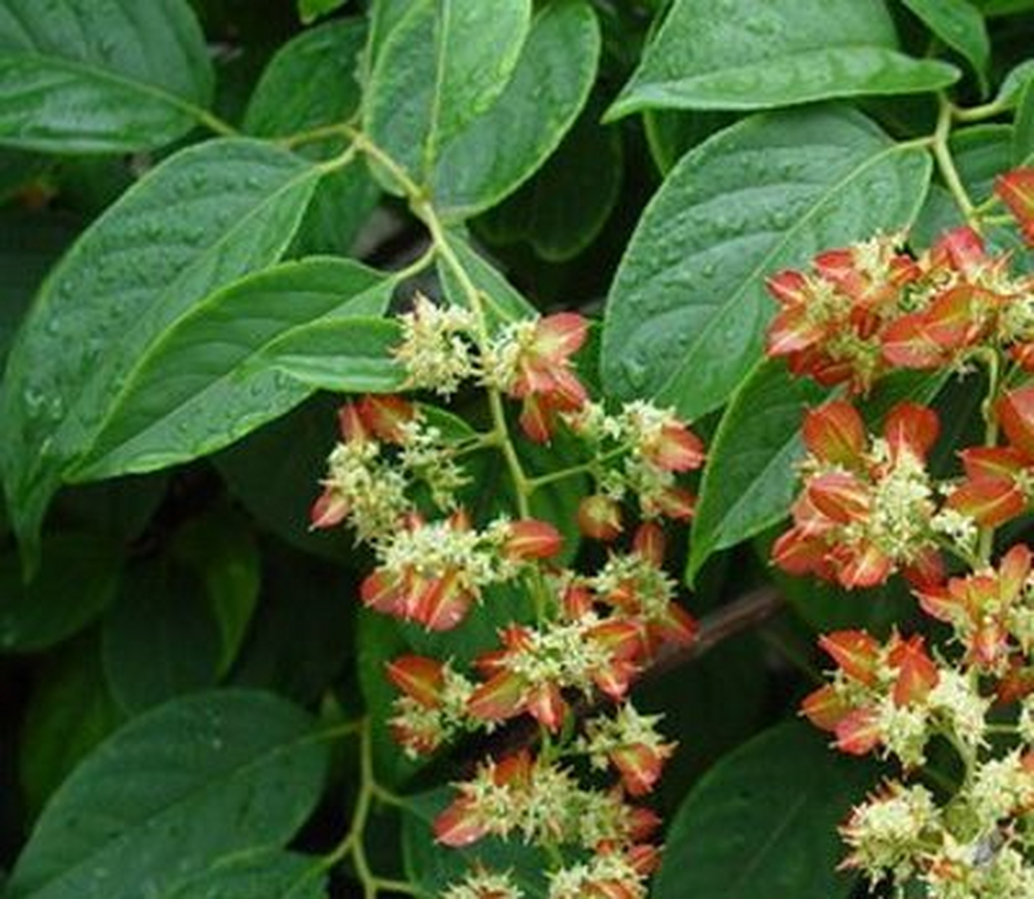 每天认识一种植物# #诗词歌赋交流天地# #养花种菜小分队#  《雷公藤