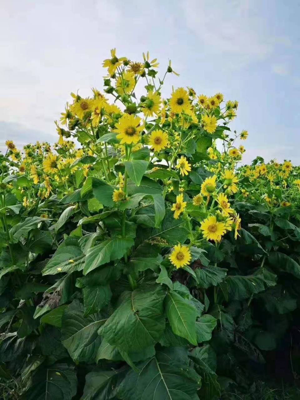 信阳市明港镇新集美丽乡村华夏神菊种植基地