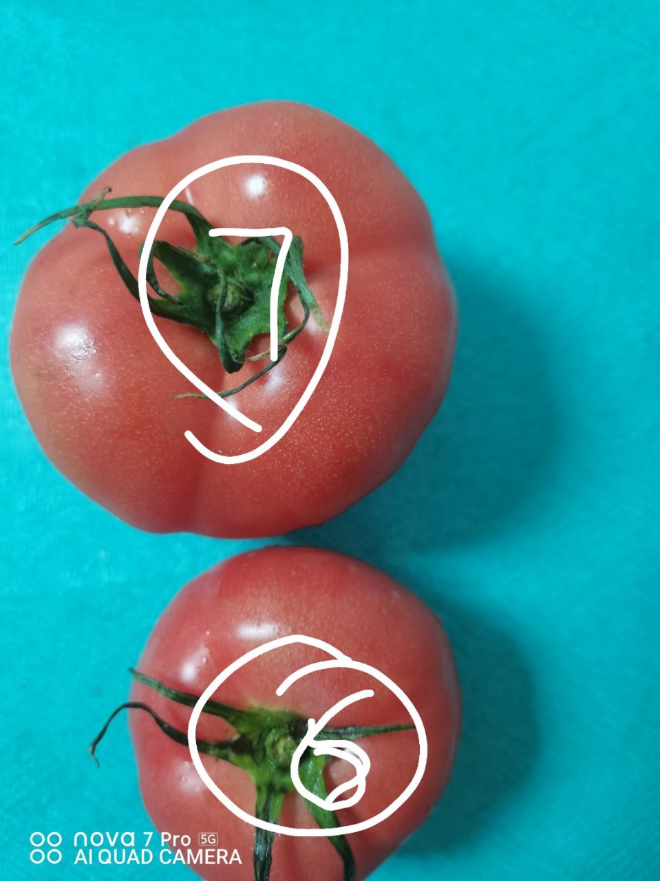 都说西红柿分公母,有五叶和六叶之分,那么这个七叶的是啥呀?公公?