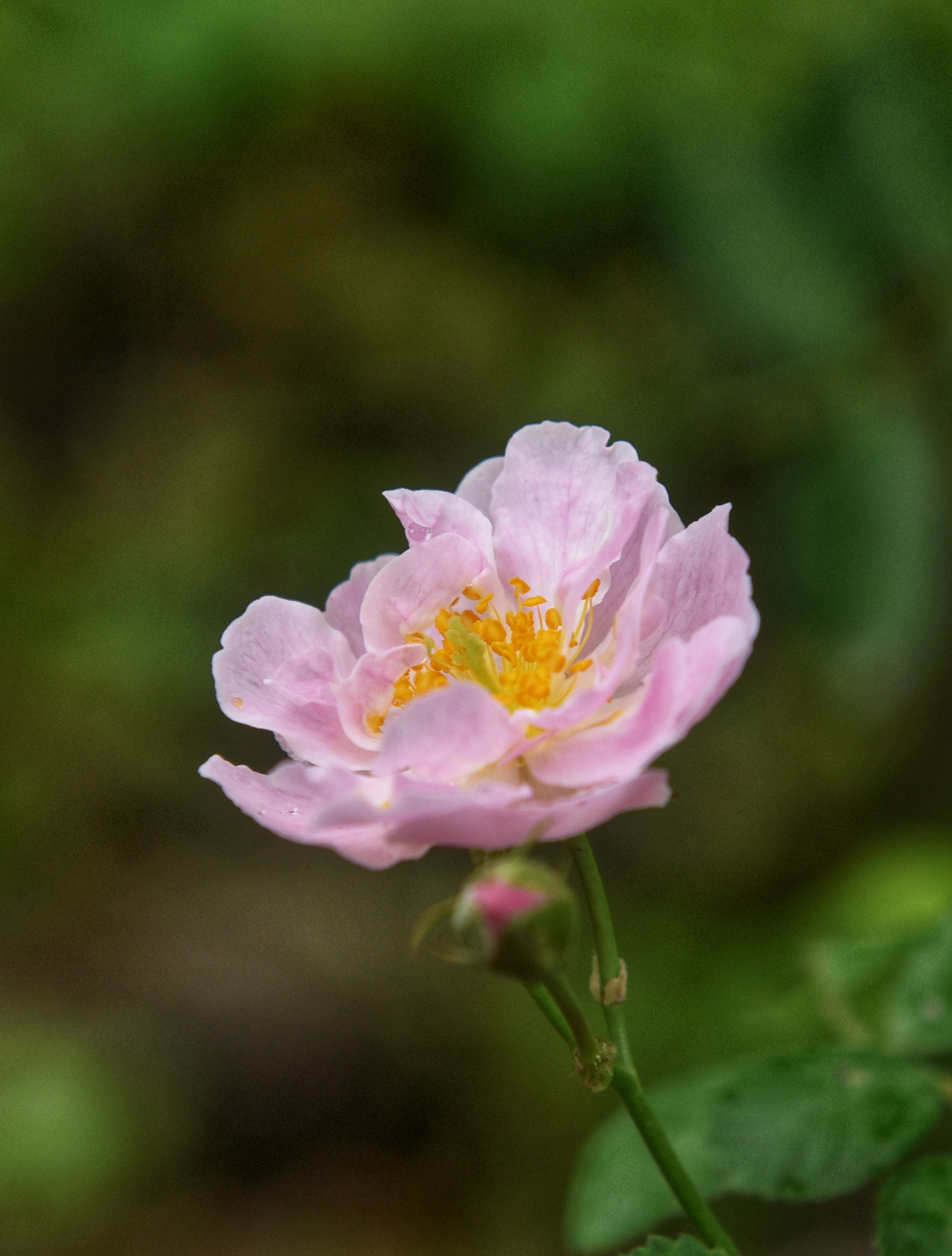 雨中花蔷薇图片