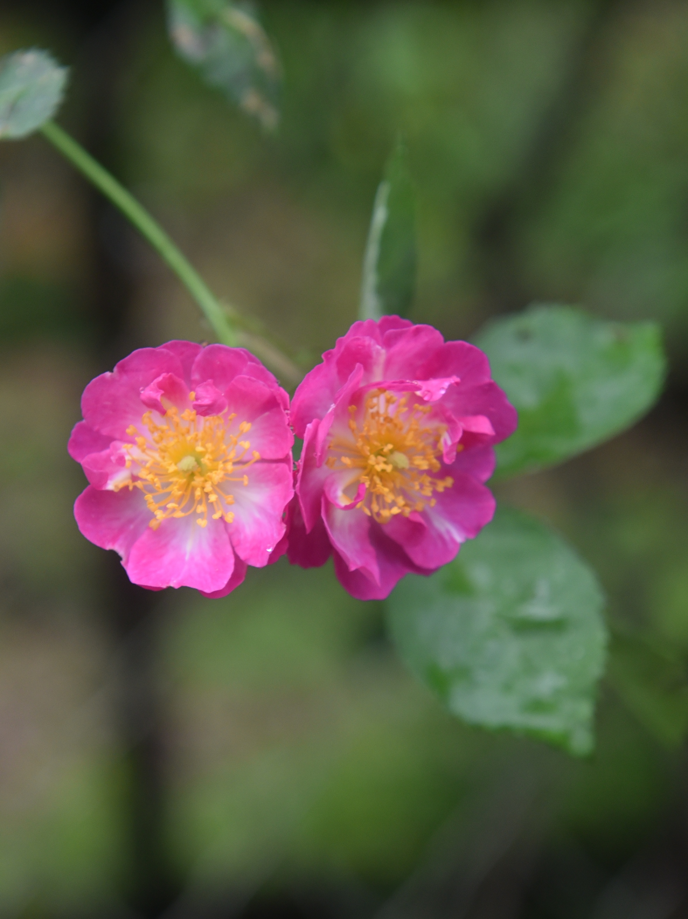 雨中花蔷薇图片