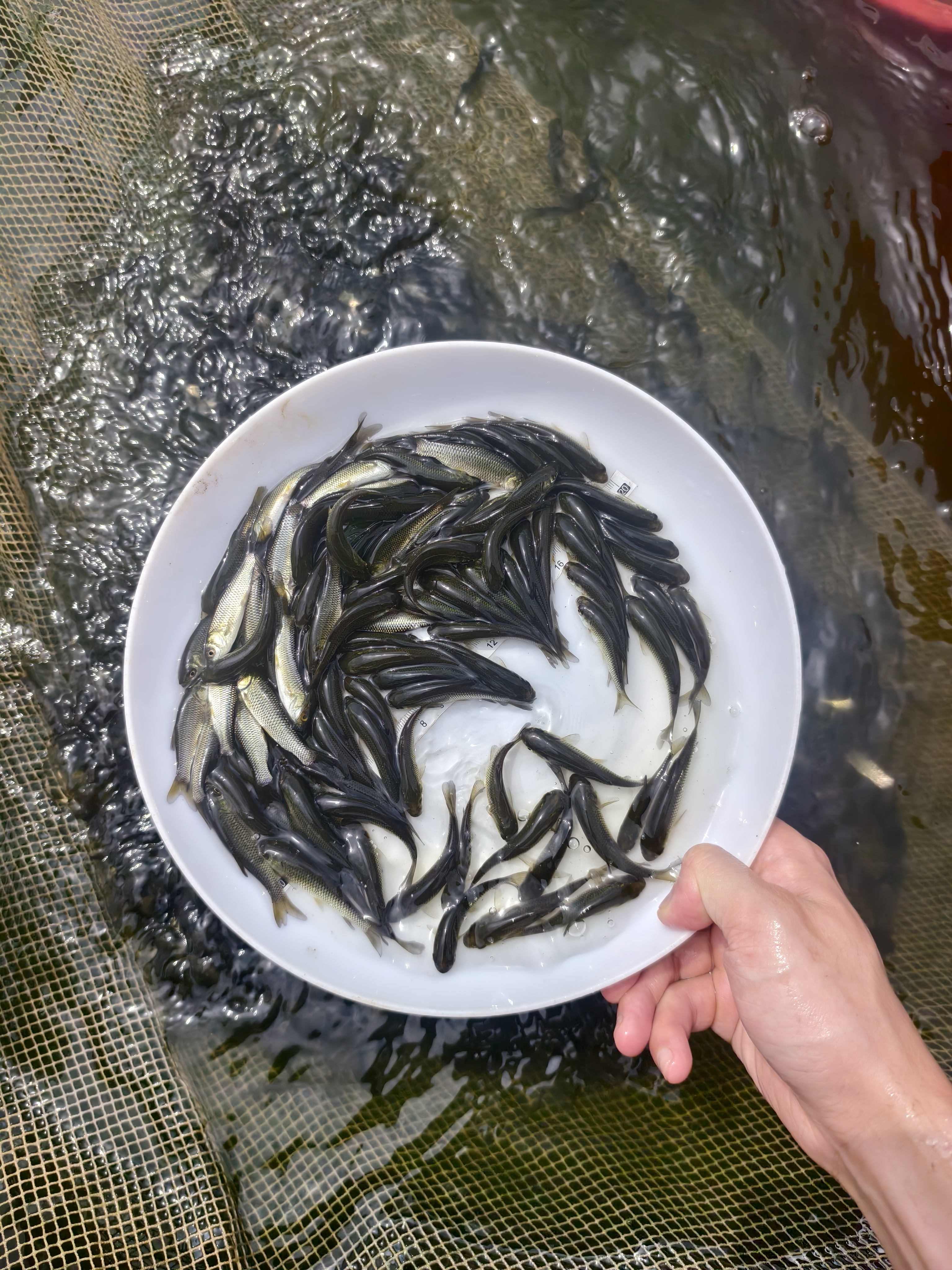淡水鱼苗批发三农鱼苗鱼苗