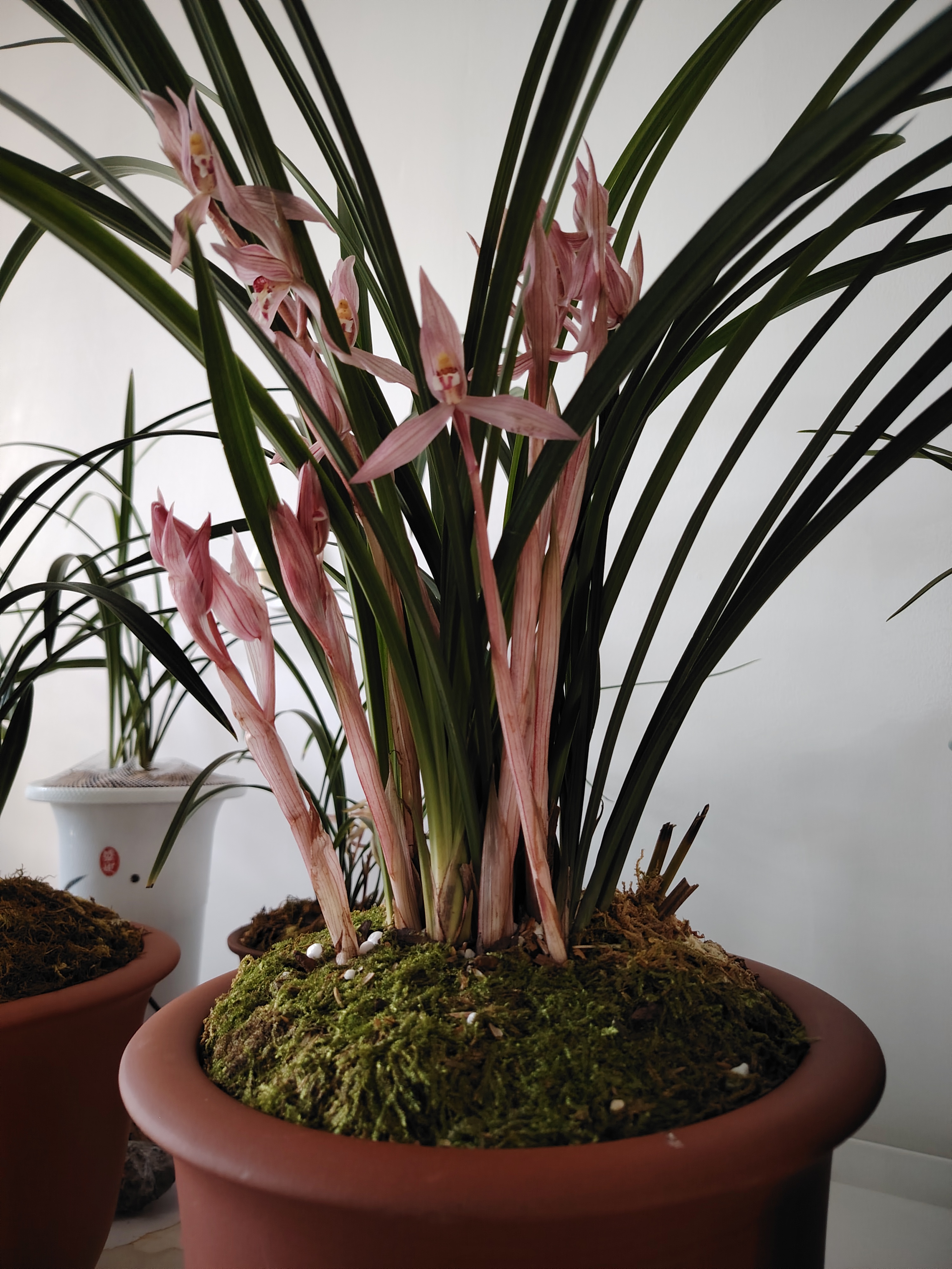 春剑大红朱砂  #兰花