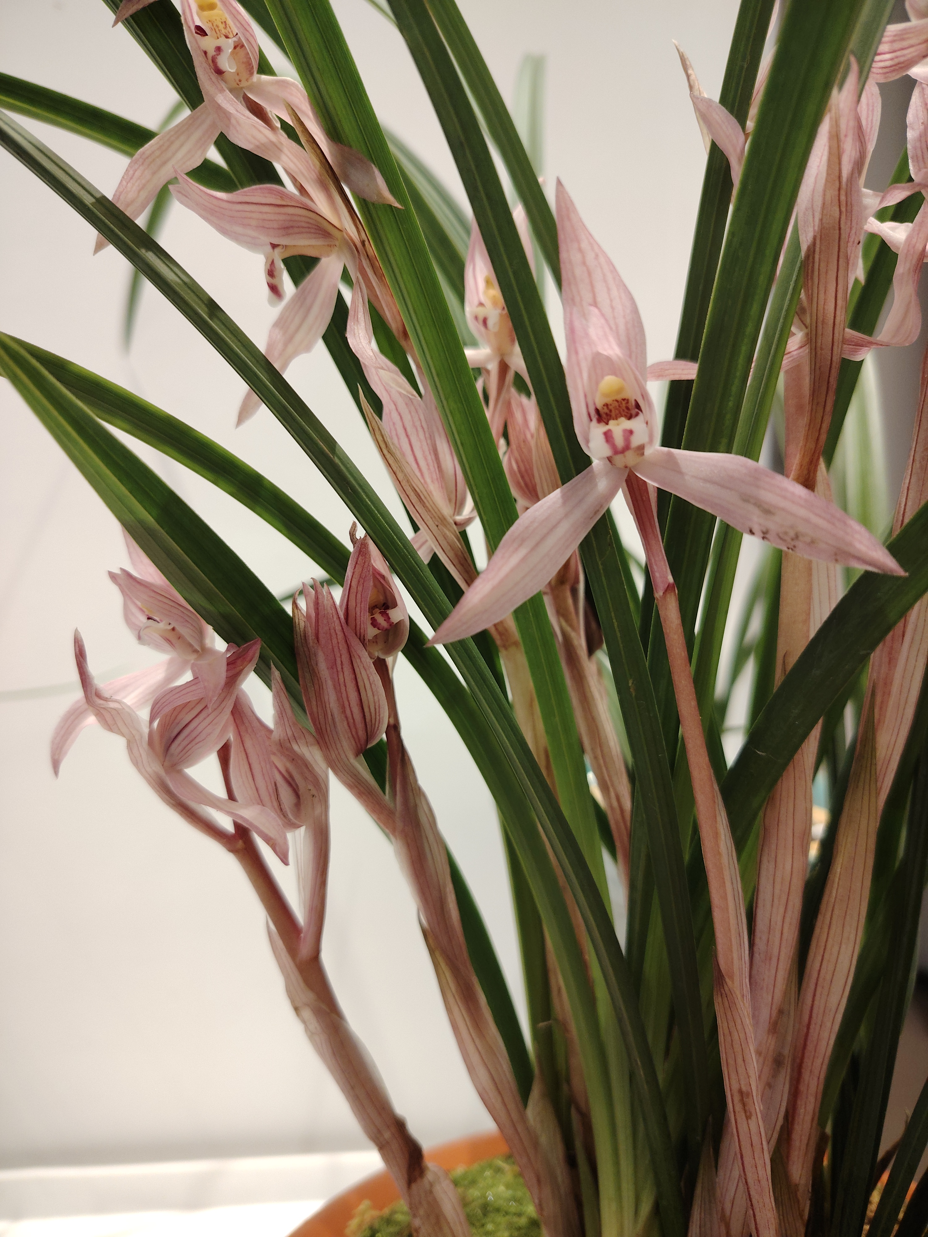 春剑大红朱砂  #兰花