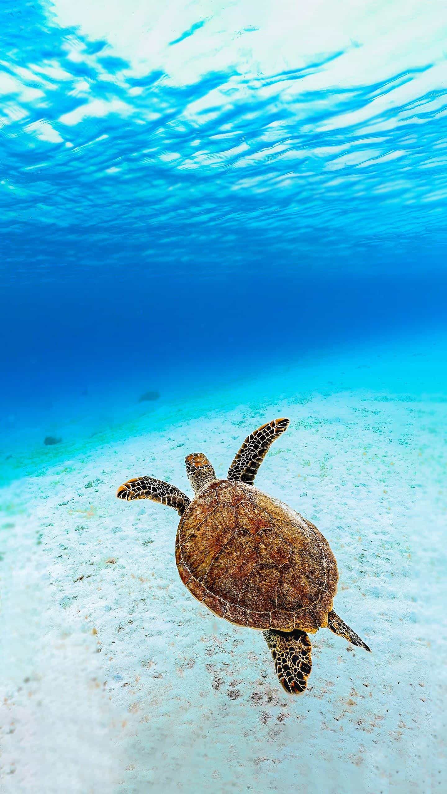 这只海龟,就像一位优雅的舞者,在海水中自由徜徉