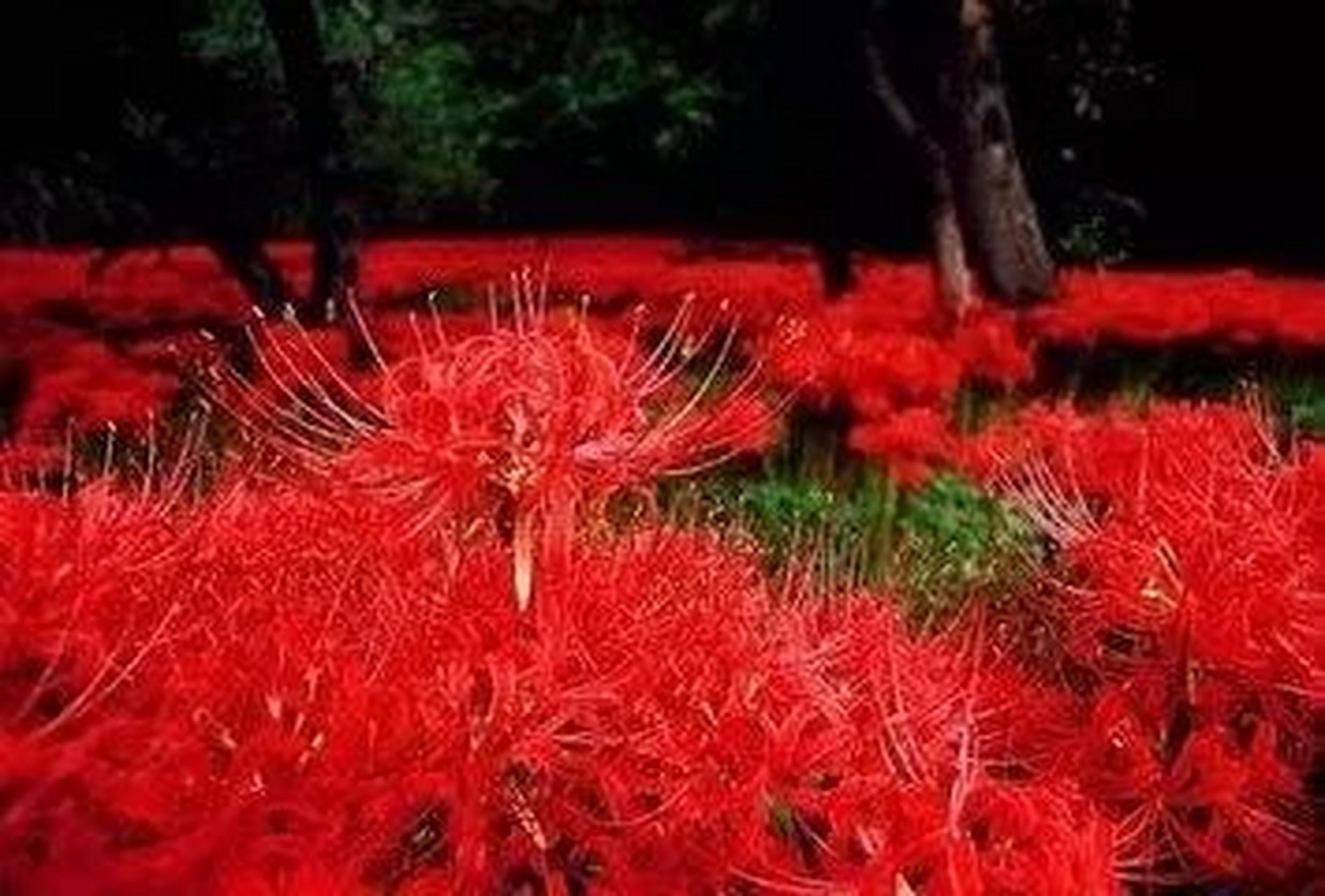 每天认识一种植物# 漫山遍野的红花,也是绝情花……人家都叫她彼岸花