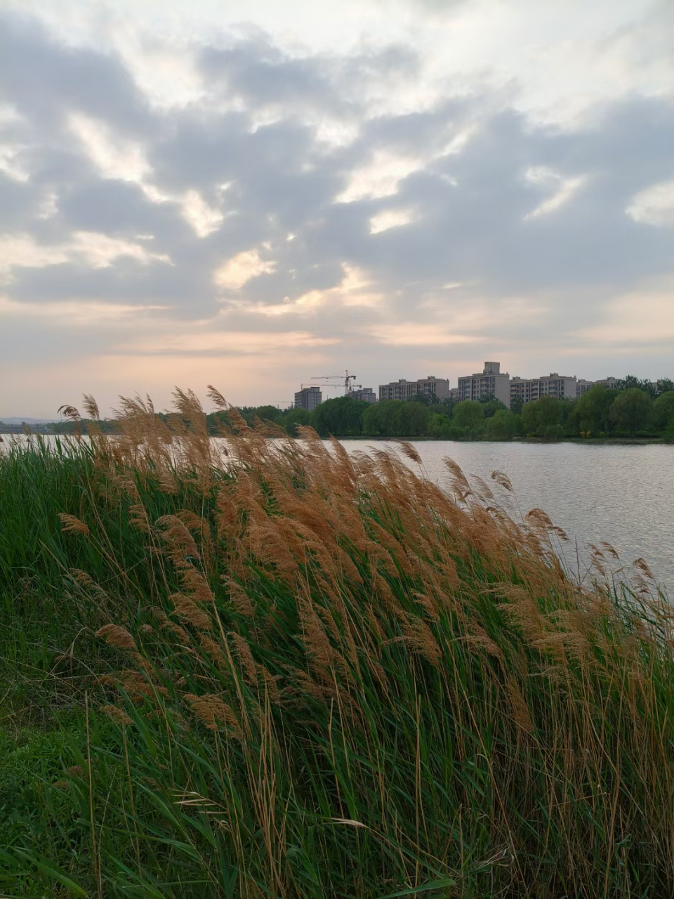 此情此景,令人心旷神怡,流连忘返.诚邀各位共赏七里河