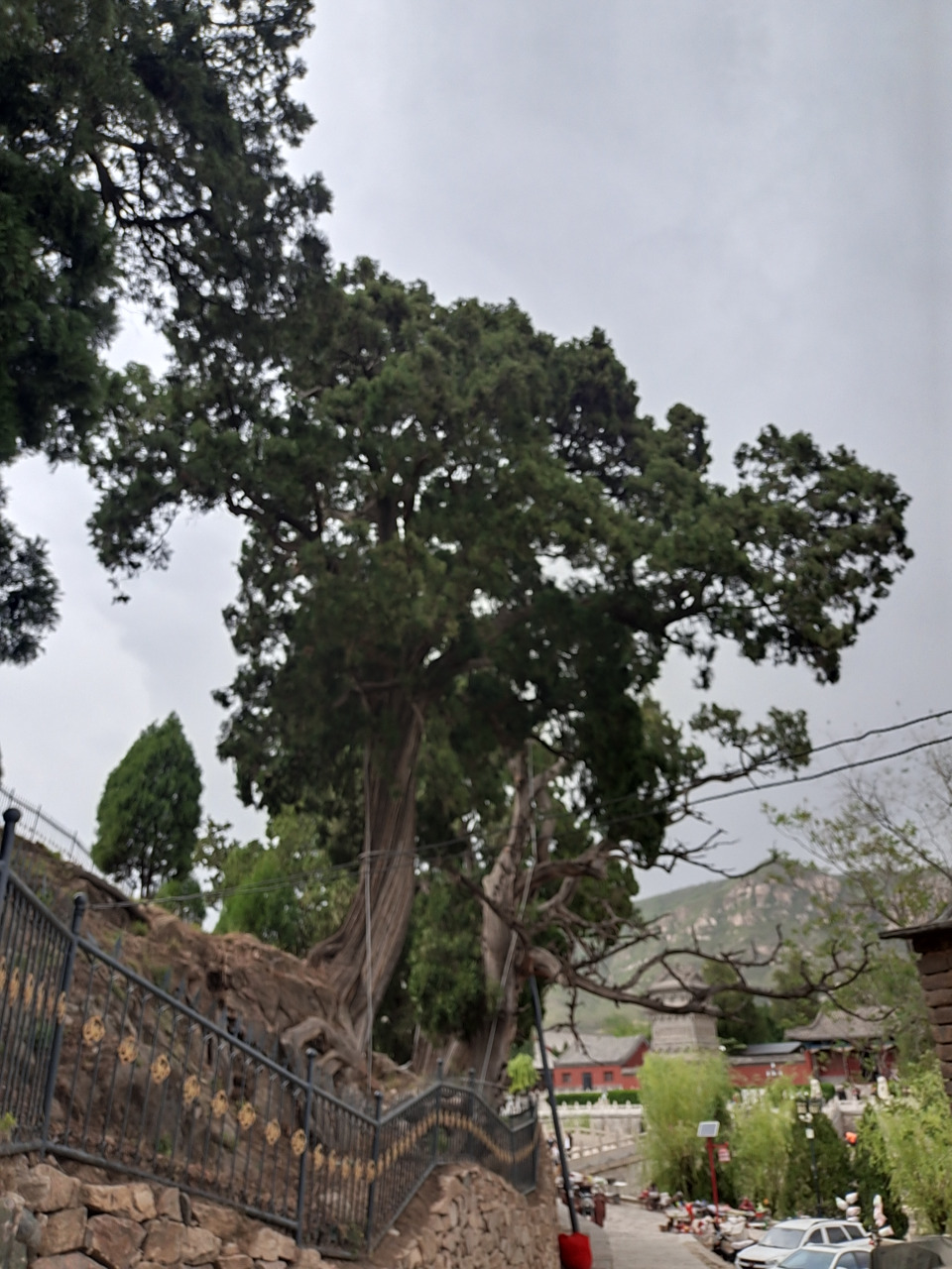 河北邢台市内丘县城向西60里,有太子岩,扁鹊庙,这里的九龙柏很出名