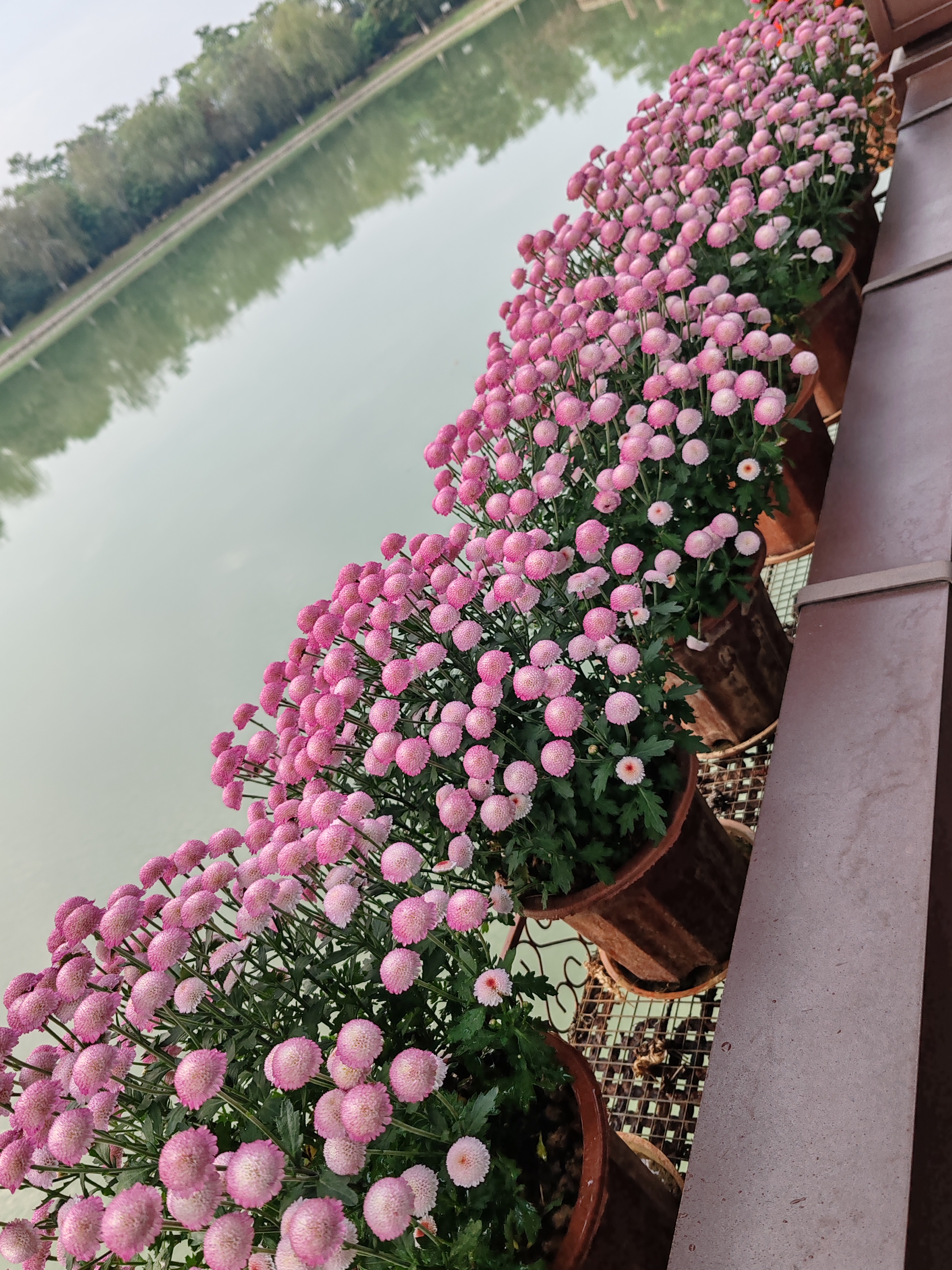 珠玉之卵小邹菊.