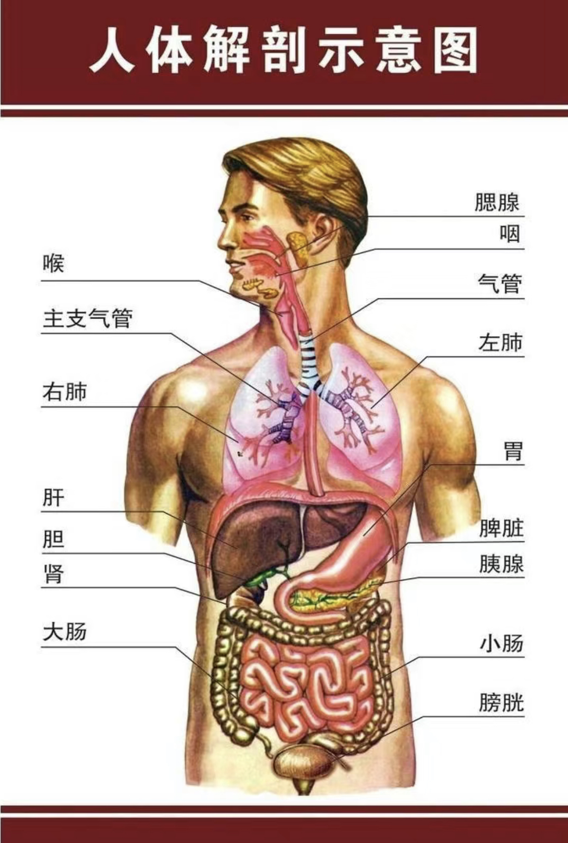 人身图解心肝肺的位置图片