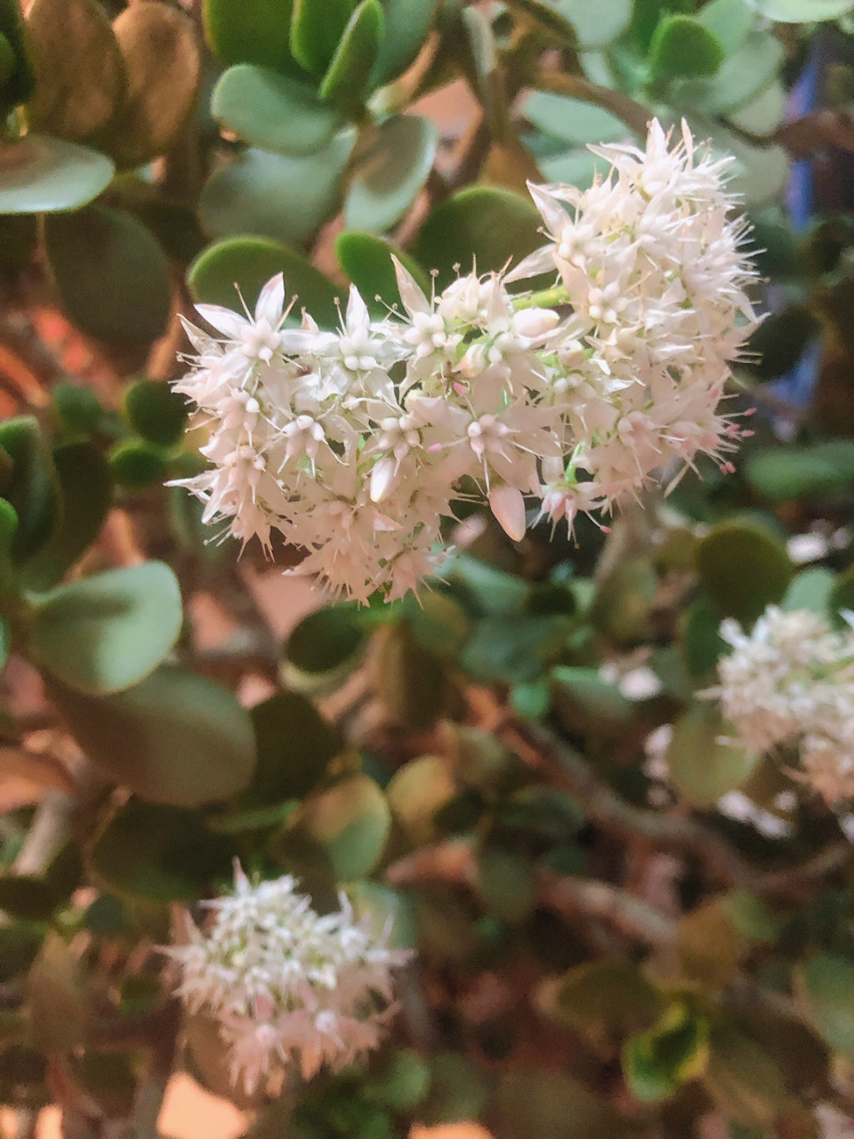 养了几十年的八宝兰开花有三四年了 每年的花期都是在冬季 淡粉色的