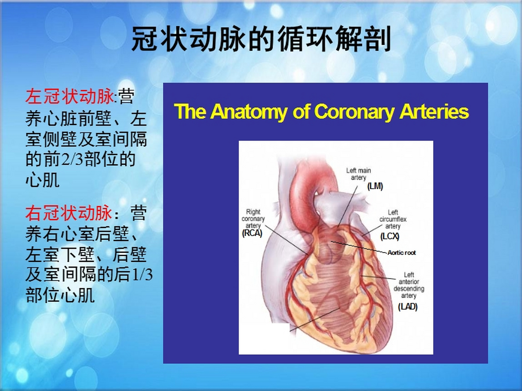 有什么临床意义 什么是冠状动脉侧支循环?有什么临床意义?