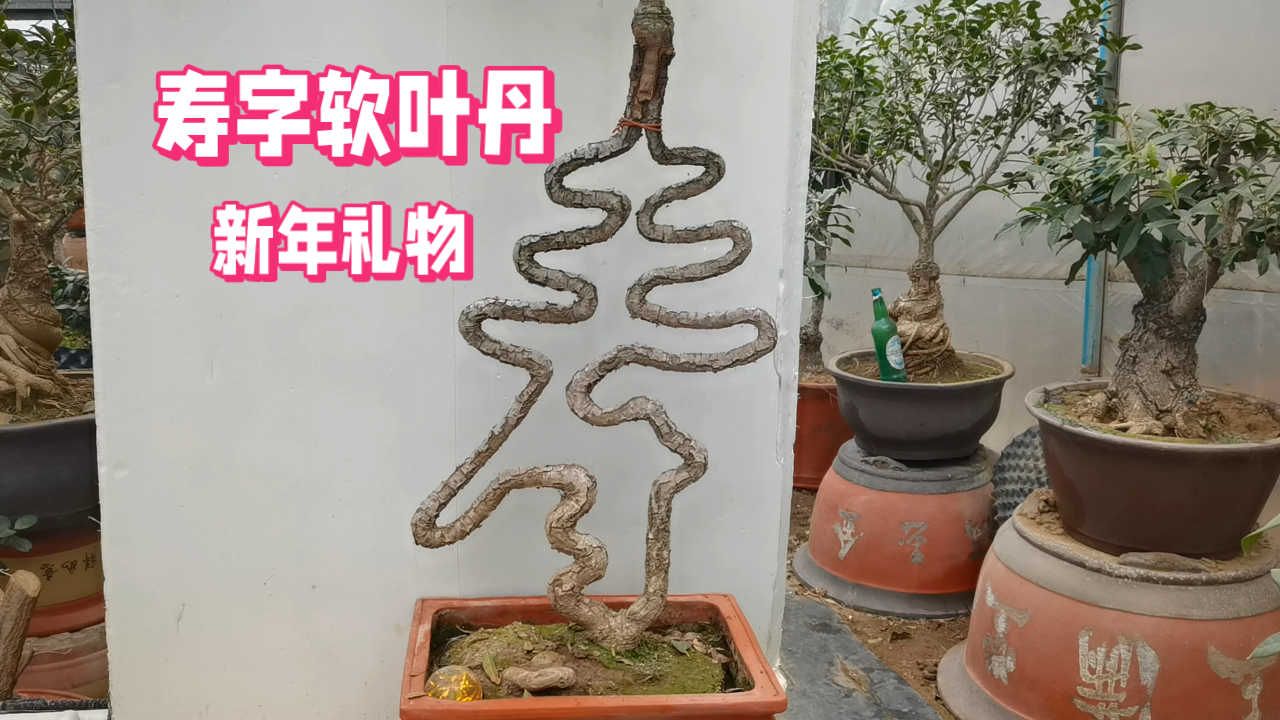 寿字的寓意#吉祥新春会#  98奇特盆景,寿字软叶丹91  第一次见到