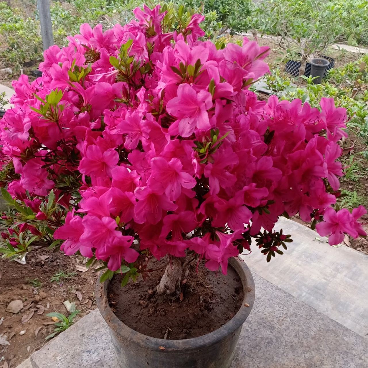 种植# 石岩杜鹃开花真漂亮,花期持续时间是真长.