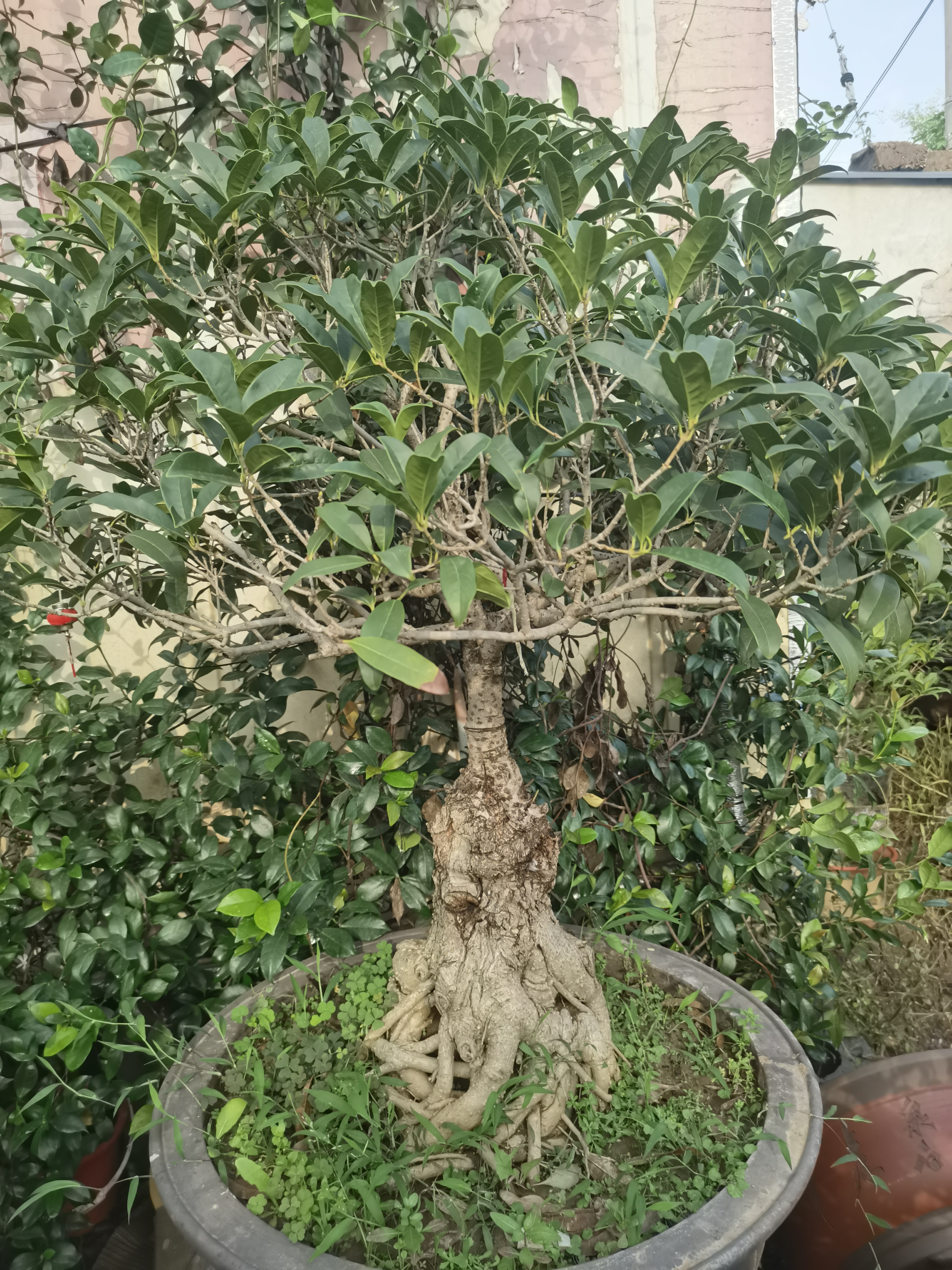 你知道哪种桂花最引人注目吗?答案就是朱砂桂!