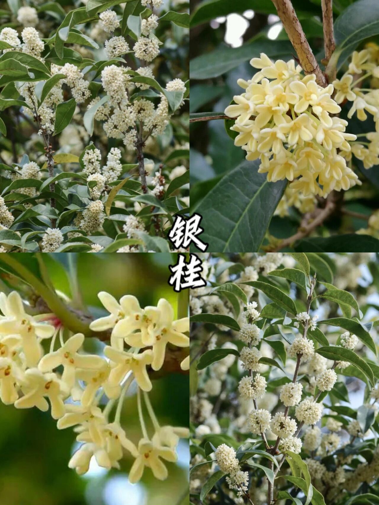 珍稀桂花32种图片