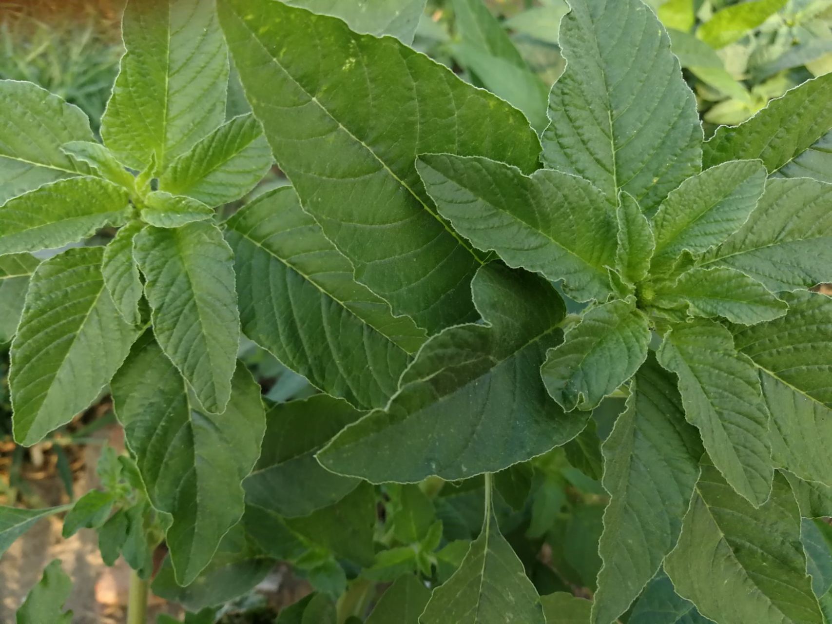 西田谷是一种野菜,在我们这里7.8月份很常见,俗称"苋菜",有药用价值.