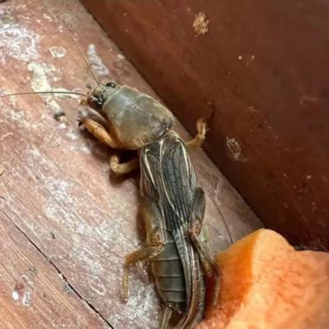 去朋友家吃饭,发现她养了只奇怪宠物,是只像蟋蟀但头很大的小昆虫.