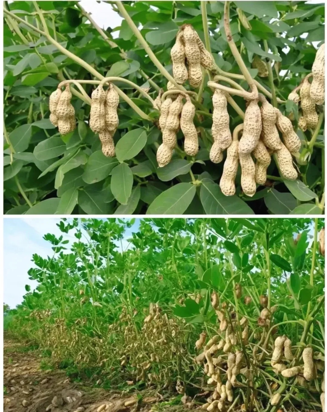 但是今天看到这个是挂在树上的,难道这是新品种?还是叫花生吗?