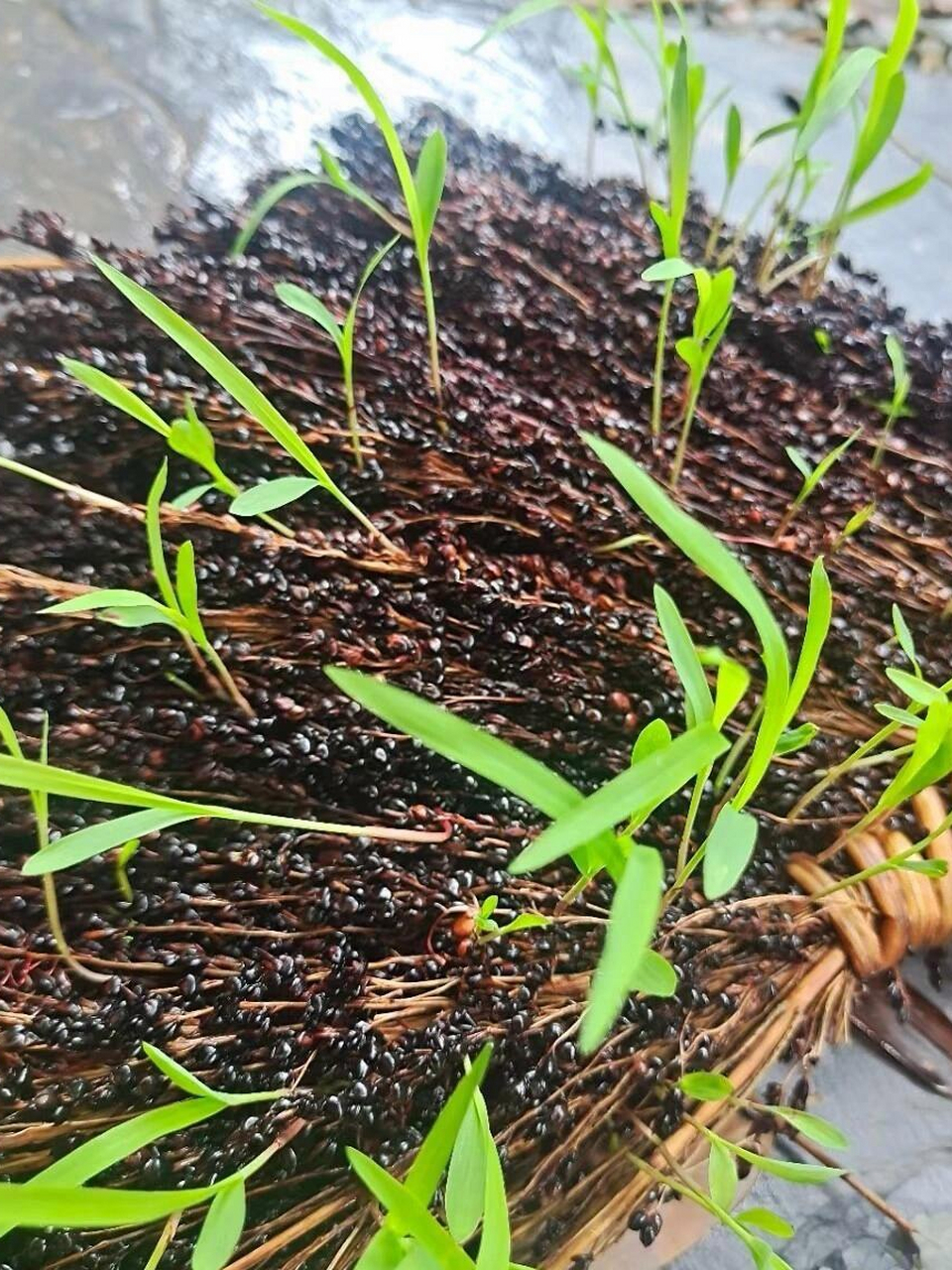 高粱种子自信地说:"只要给我充足的阳光和水份,就是把我做成一个扫把