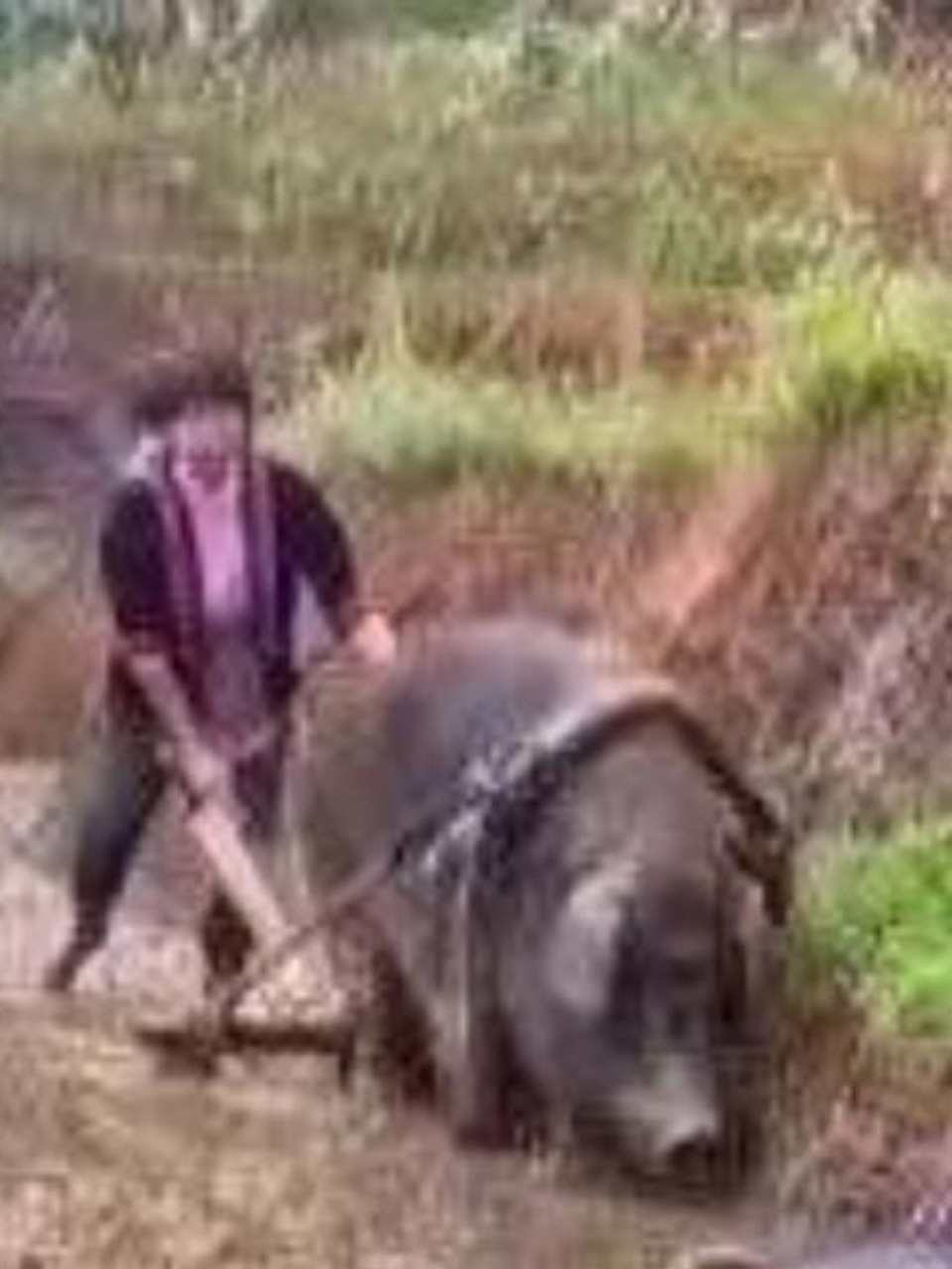 今天看到了一件趣事,猪竟然在那田里耕田,那画面简直太搞笑了,猪宝宝