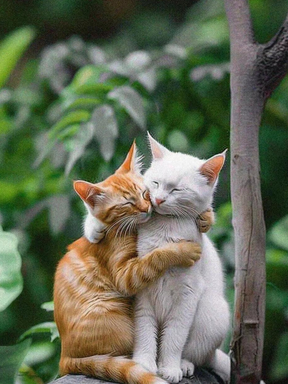 我今天在楼下散步时,看到了这对流浪猫,还真是在那里谈情说爱呢!