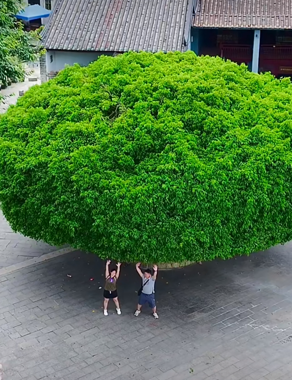 像伞一样的大树图片