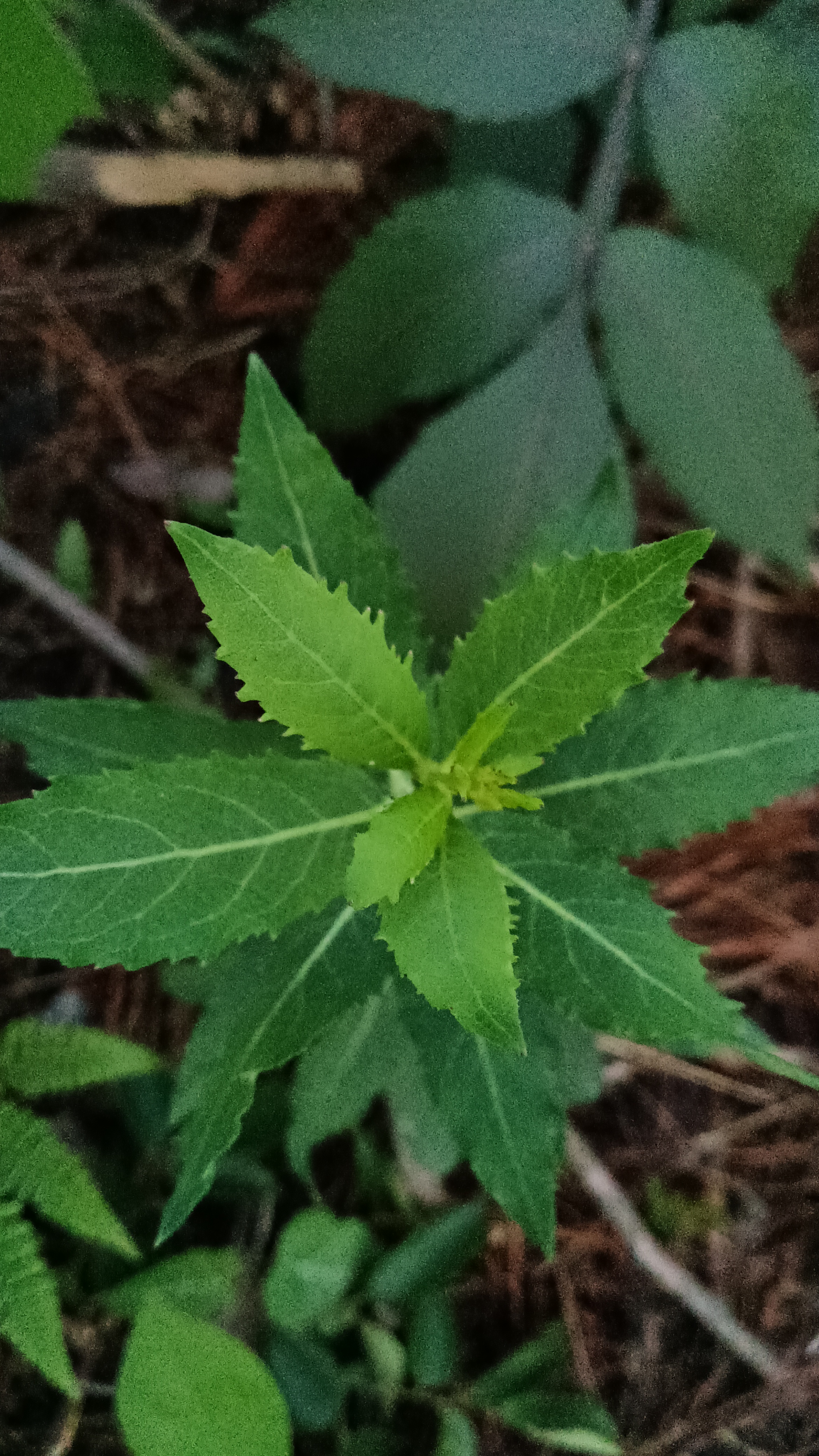 南沙参图片 植物图片图片