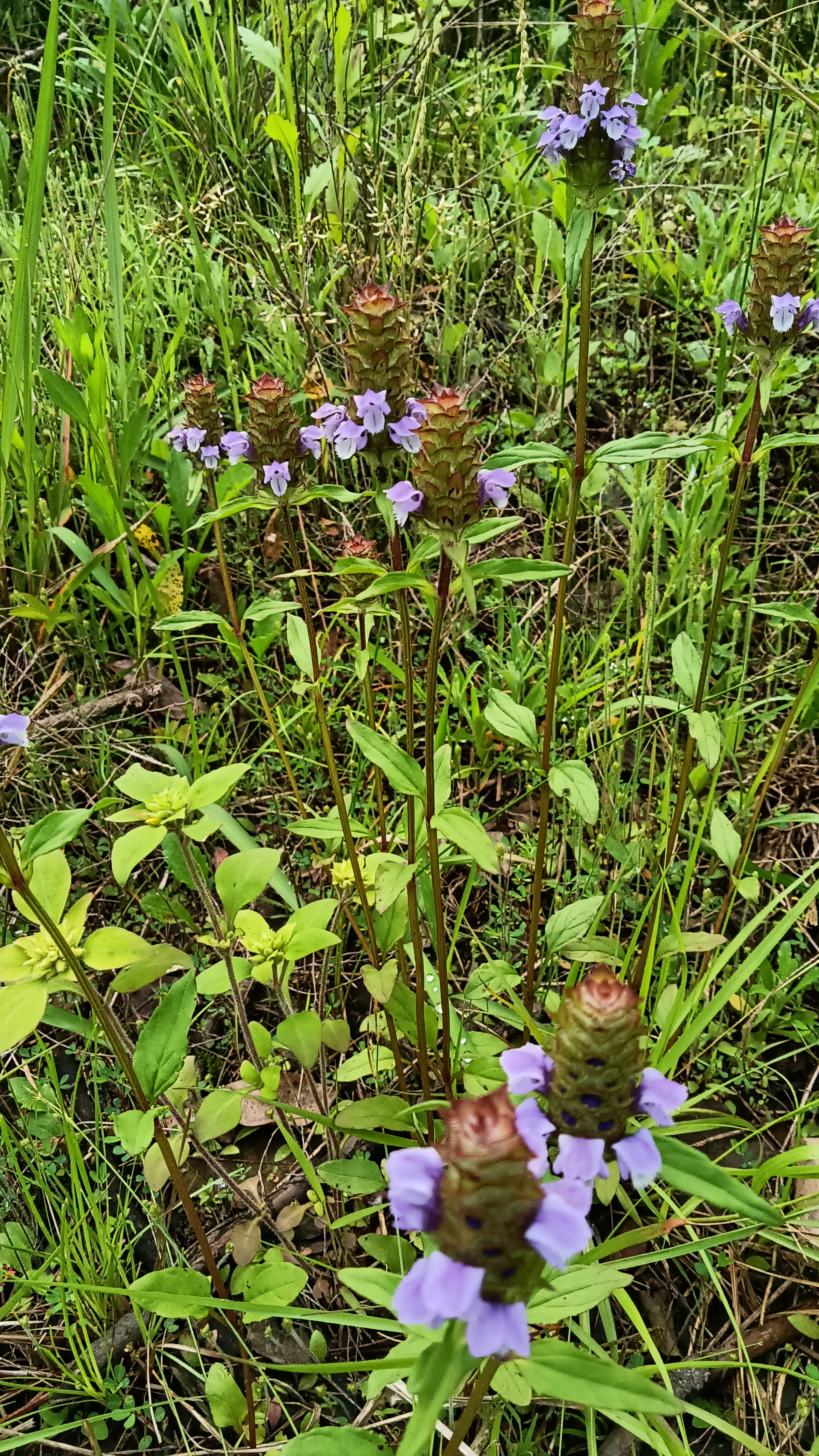 夏枯草简笔画彩色图片