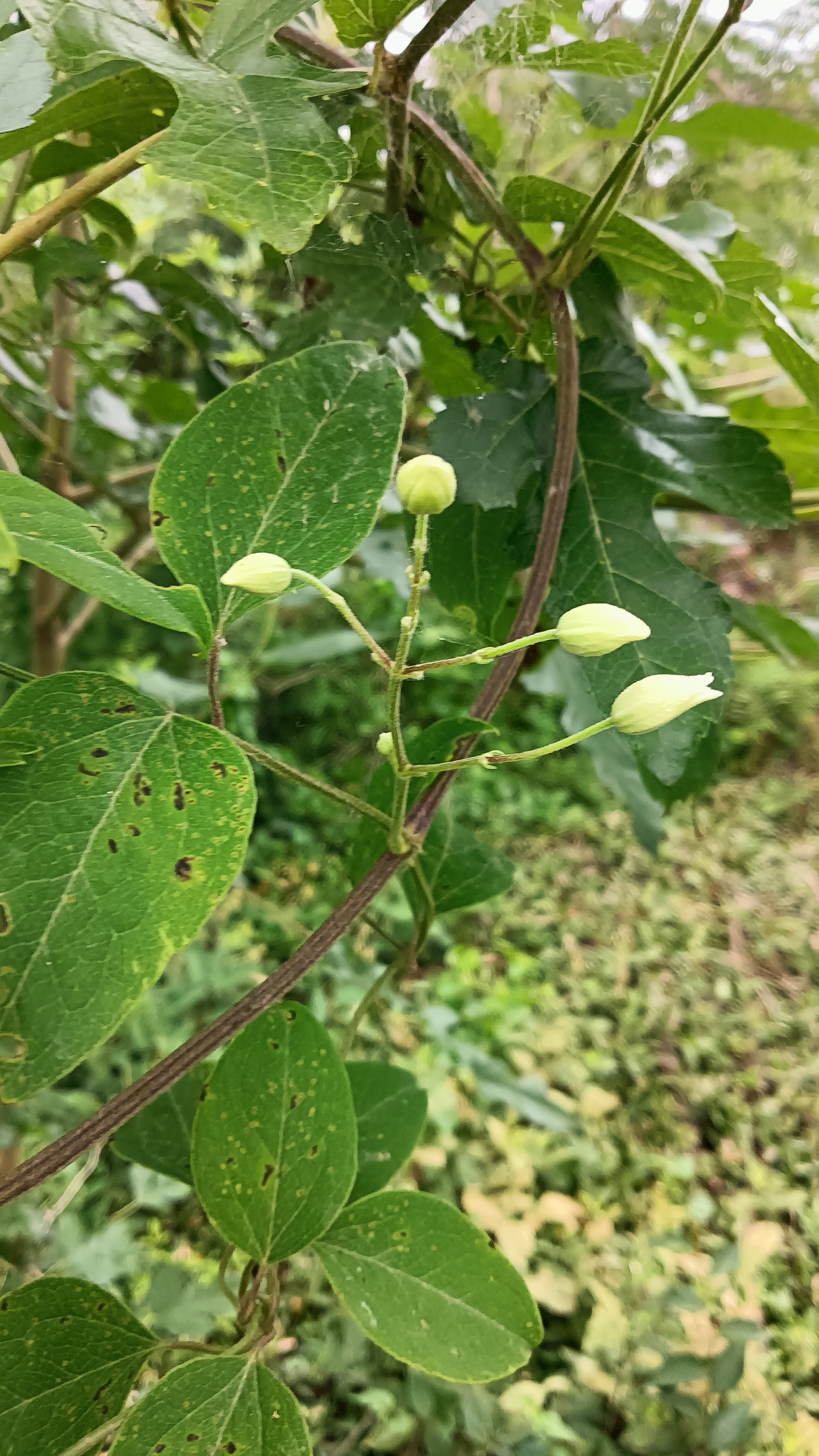 威灵仙用于风湿痹痛,肢体麻木,筋脉拘挛,屈伸不利.