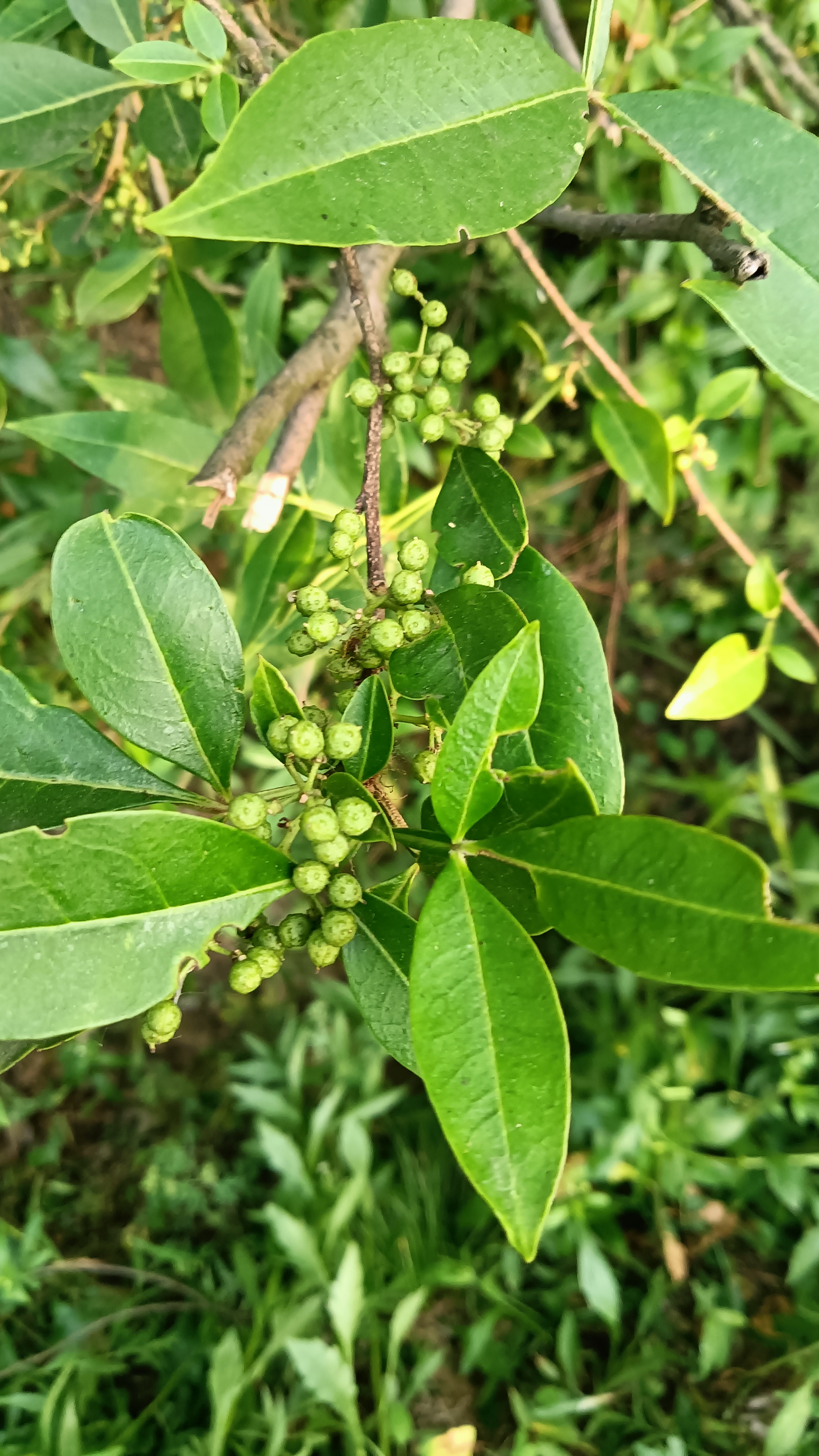 有朋友认识这山中小果是"青花椒"还是"藤椒"?