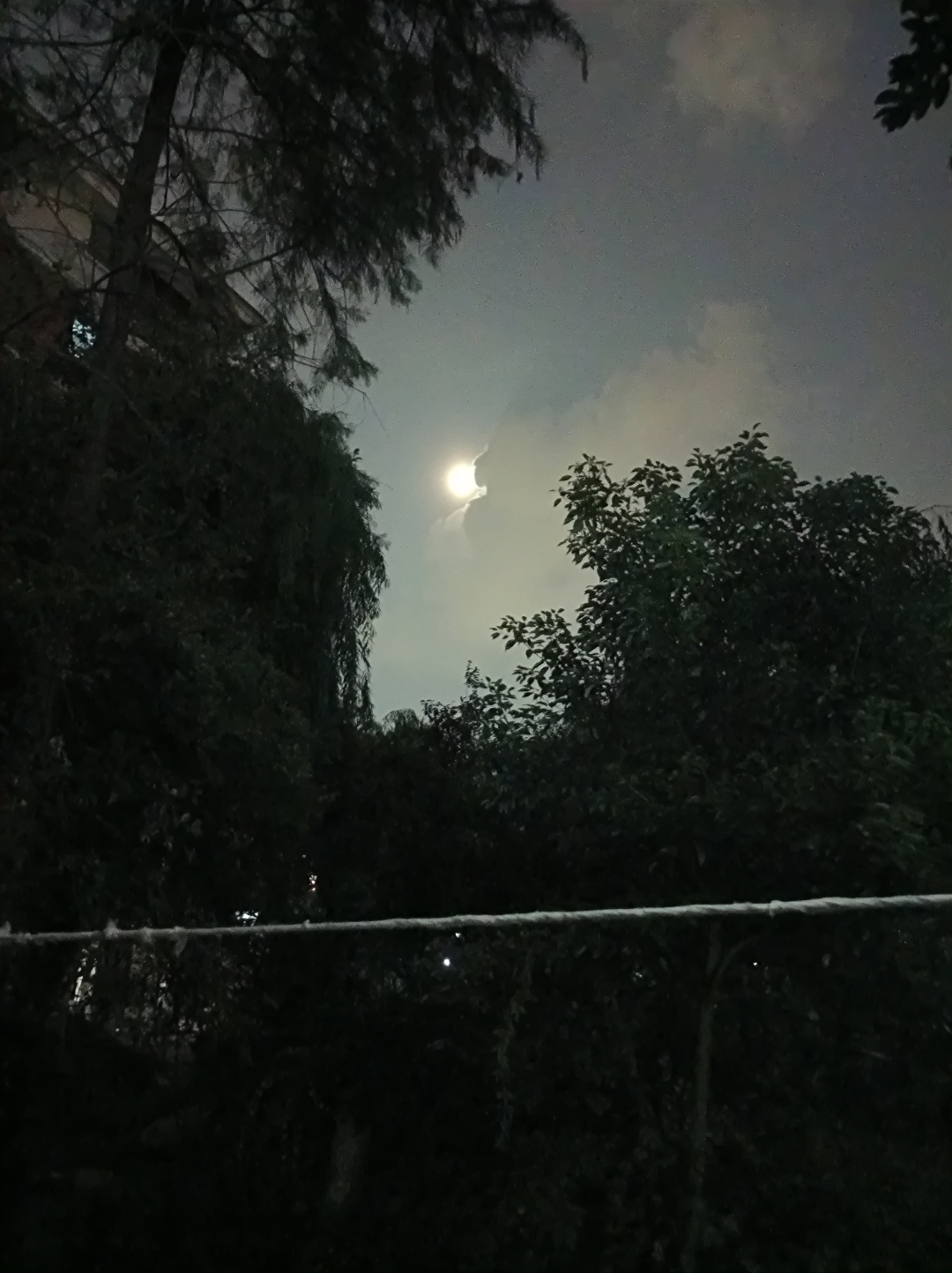 夜空中的一轮明月,透过树梢洒下清辉,静谧而美好.