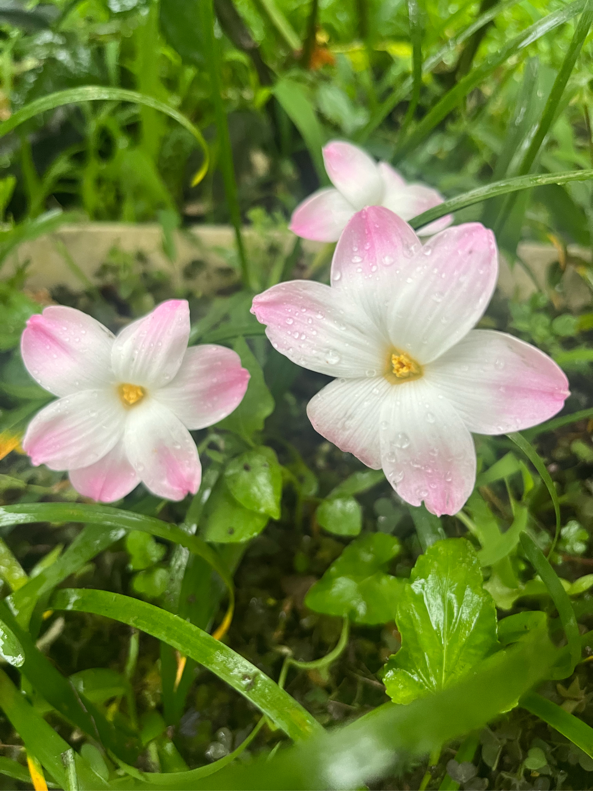 雨后花园图片