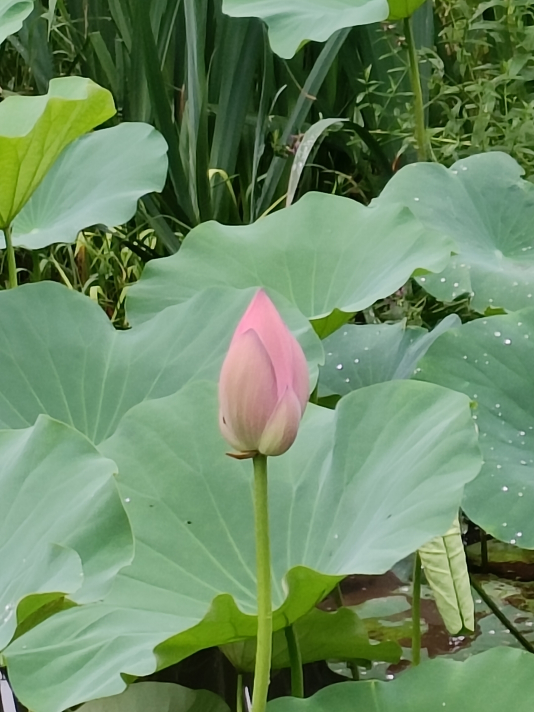 初夏的荷花池,一抹粉嫩悄然绽放,静谧中透着生机.#夏日荷花