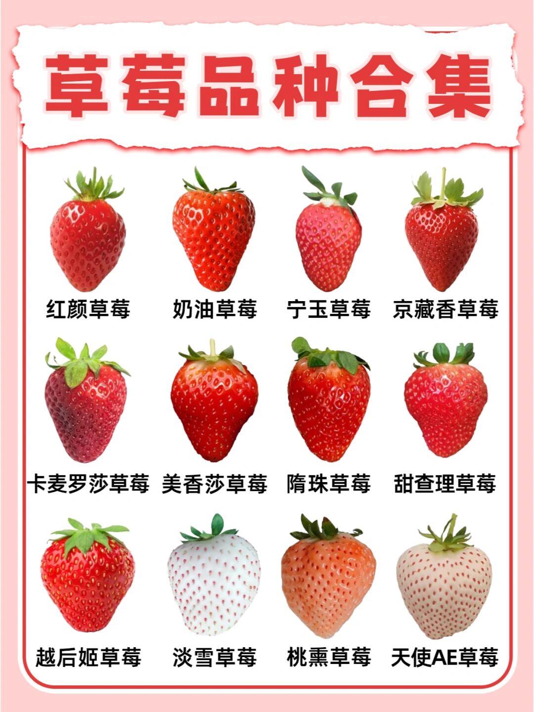 草莓品种合集!看看你吃过最甜的草莓